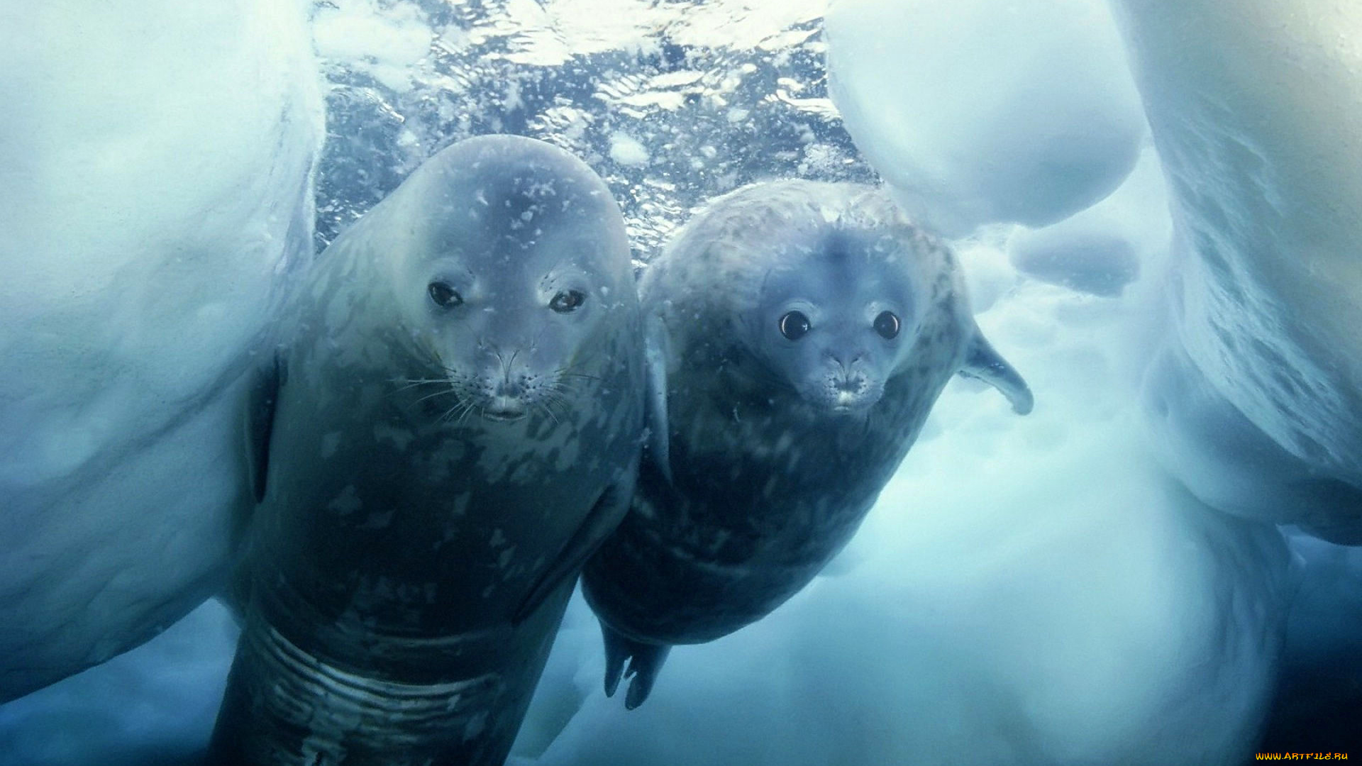 животные, тюлени, , морские, львы, , морские, котики, нерпы, пара, лед, вода, море