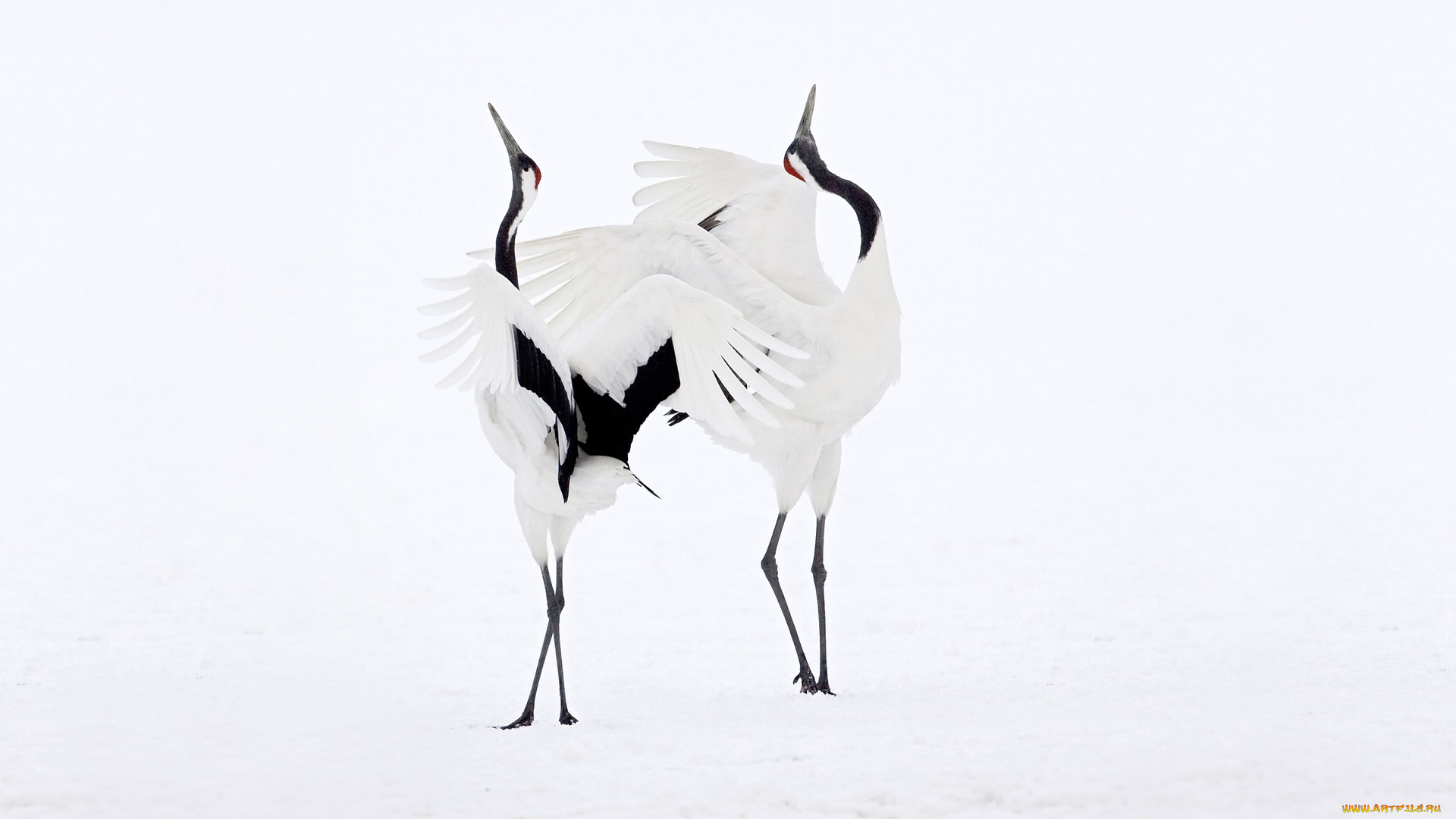животные, журавли, танец, птицы, пара, японские