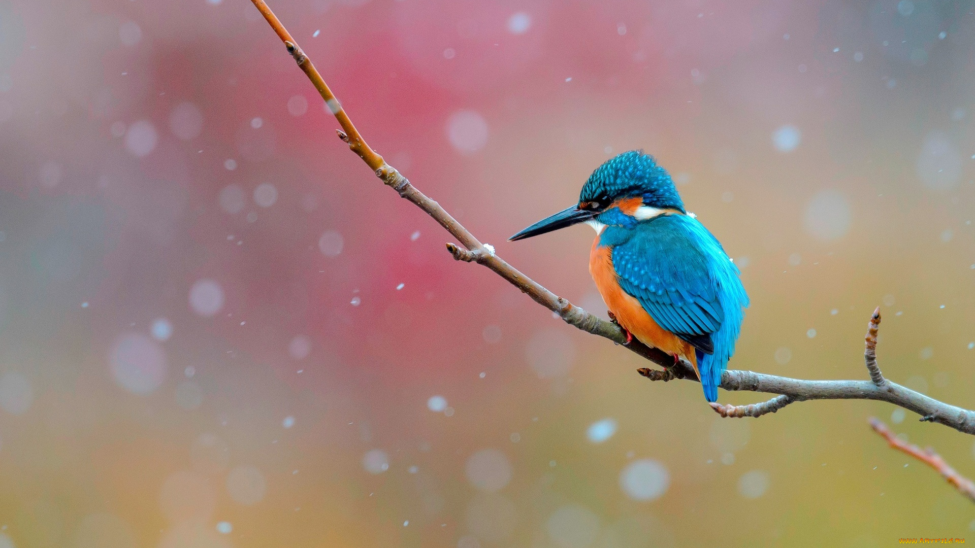 животные, зимородки, ветка, птица, зимородок