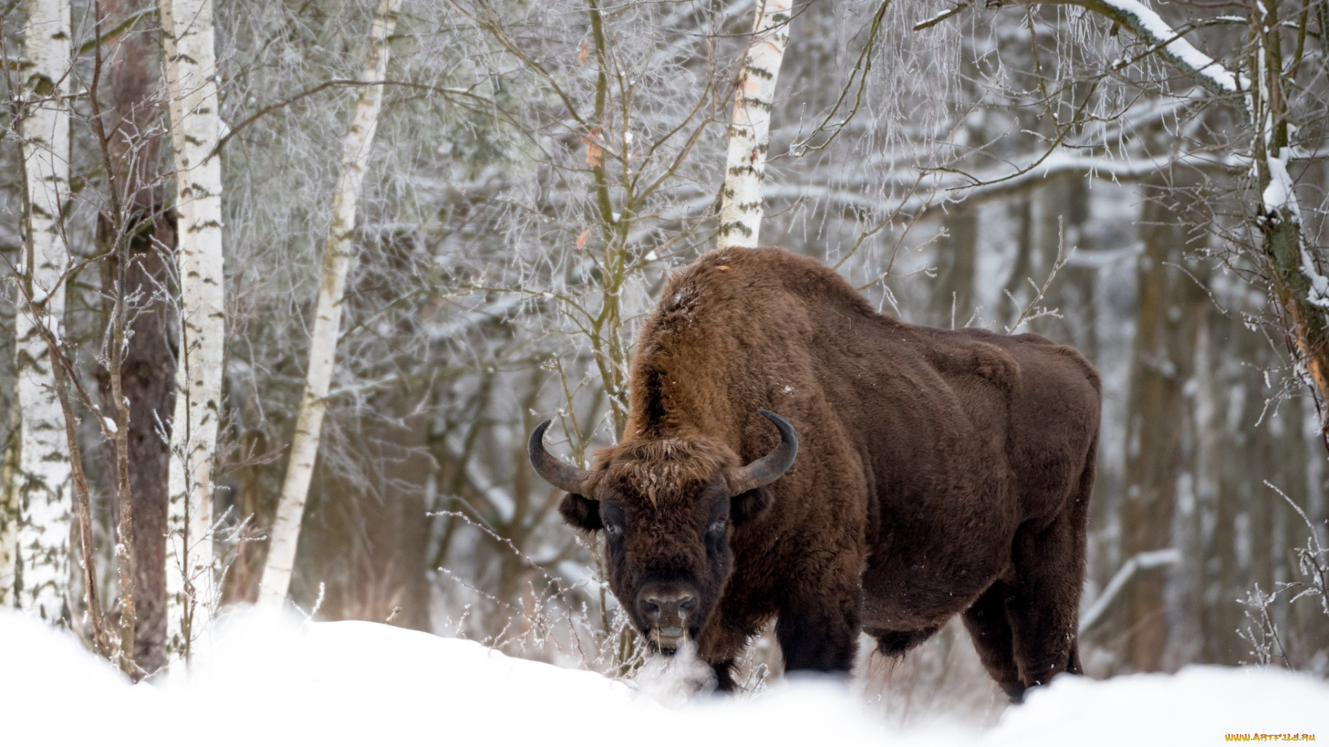животные, зубры, , бизоны, лес, снег, бизон