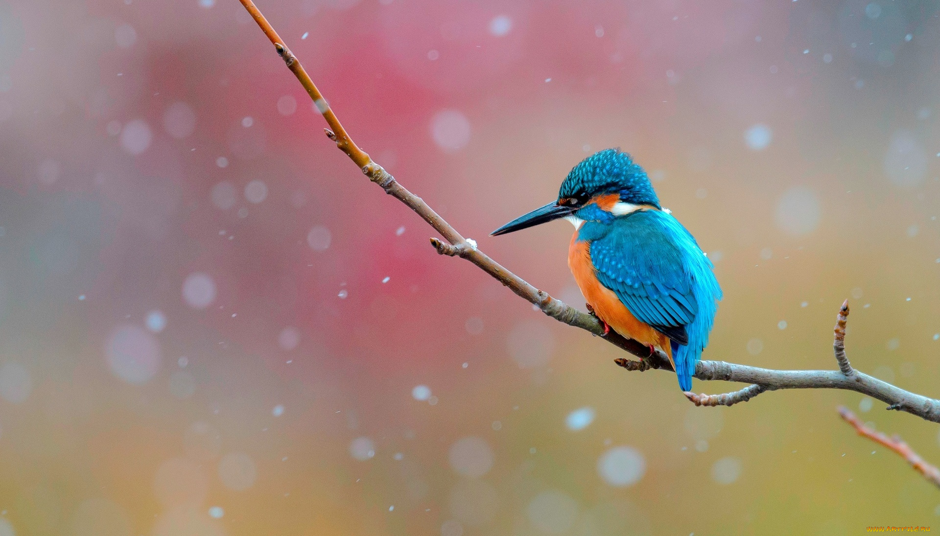 животные, зимородки, ветка, птица, зимородок