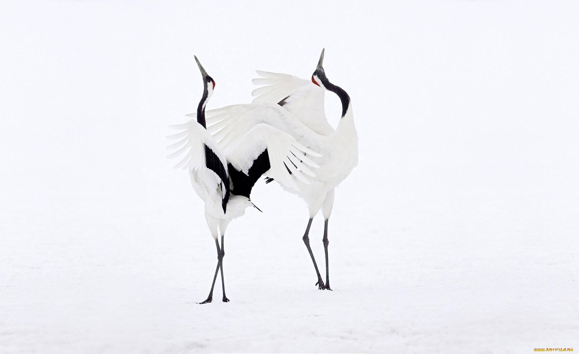 животные, журавли, танец, птицы, пара, японские
