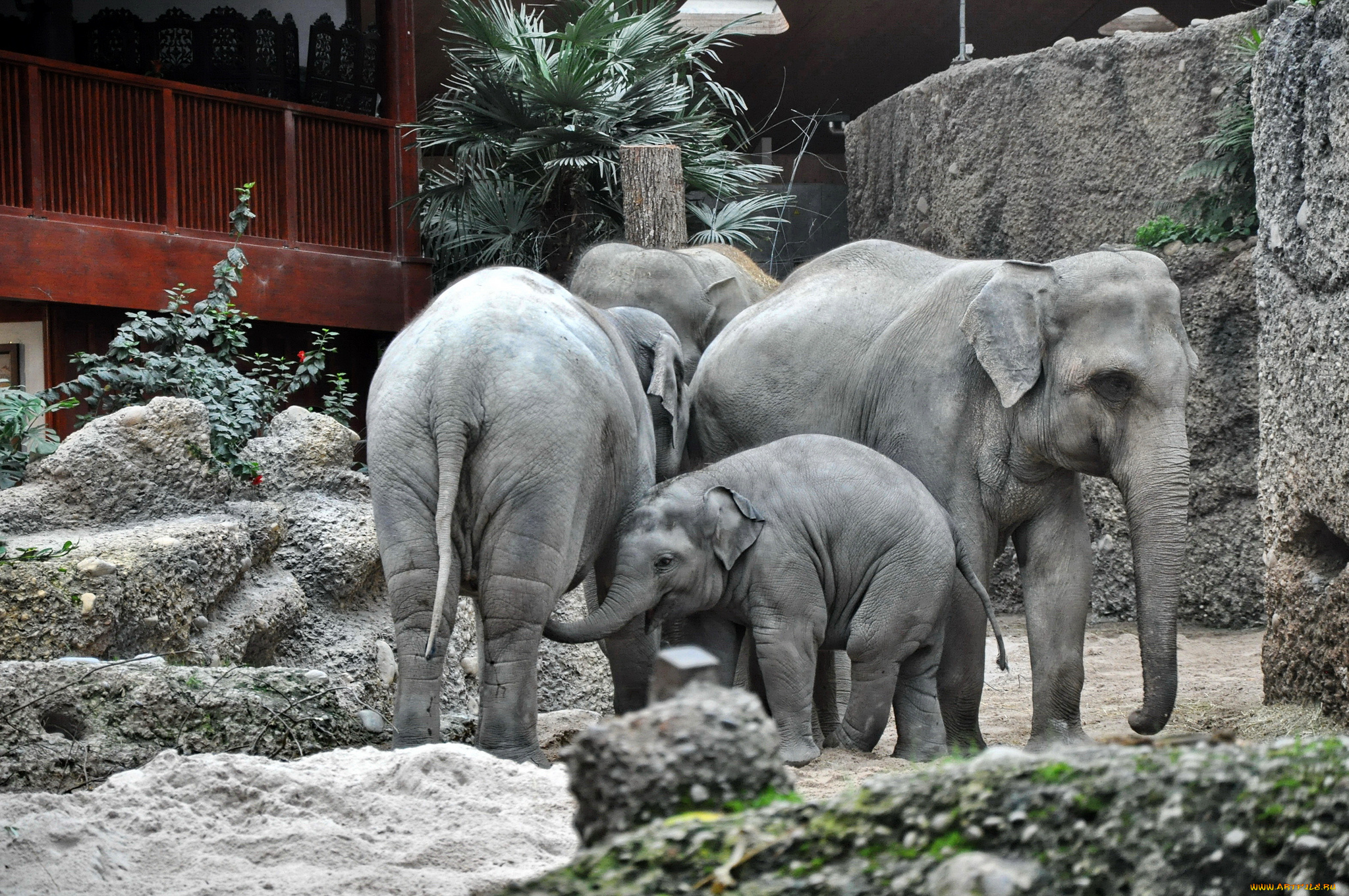 животные, слоны