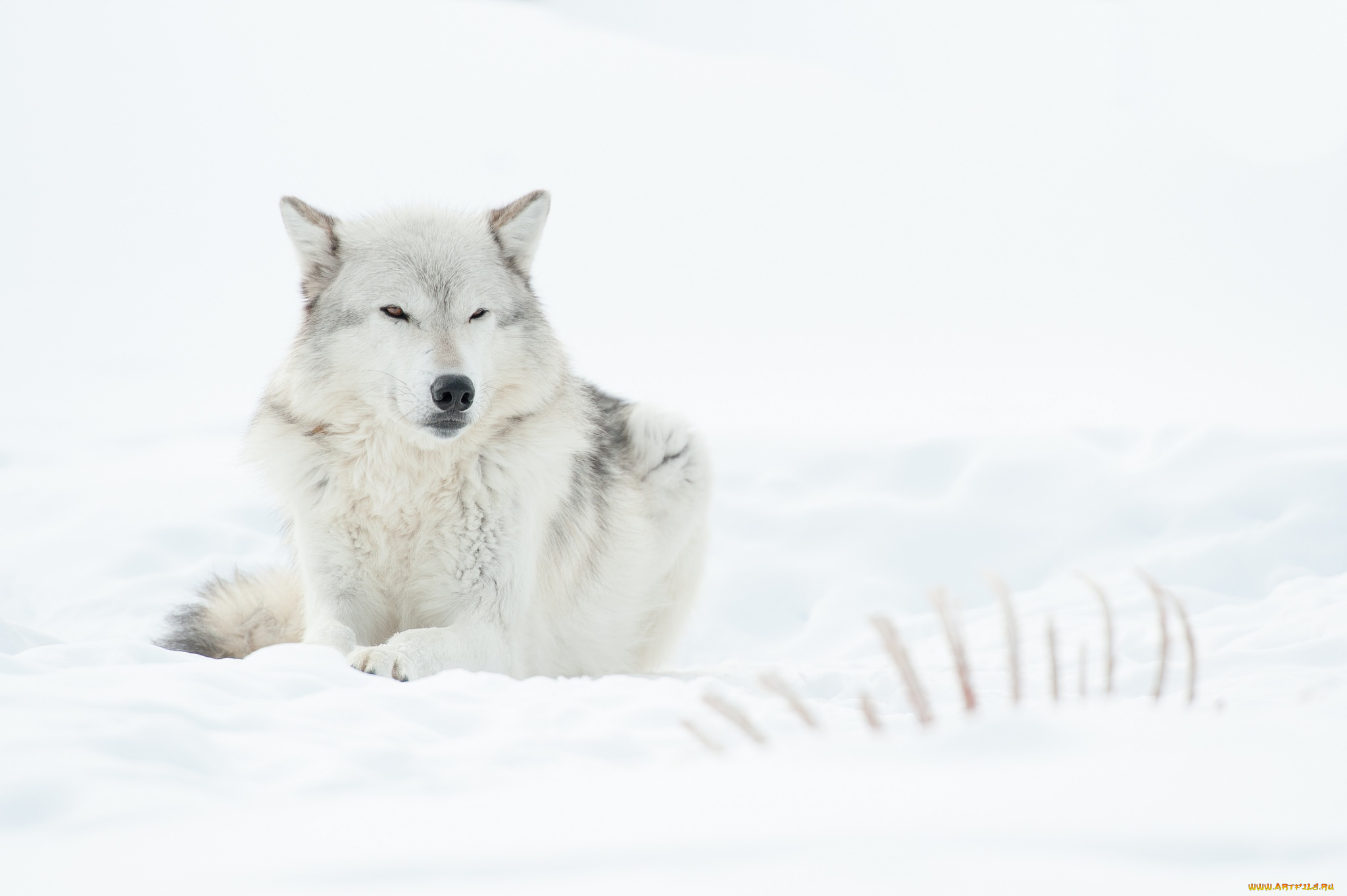 животные, собаки, собака, снег