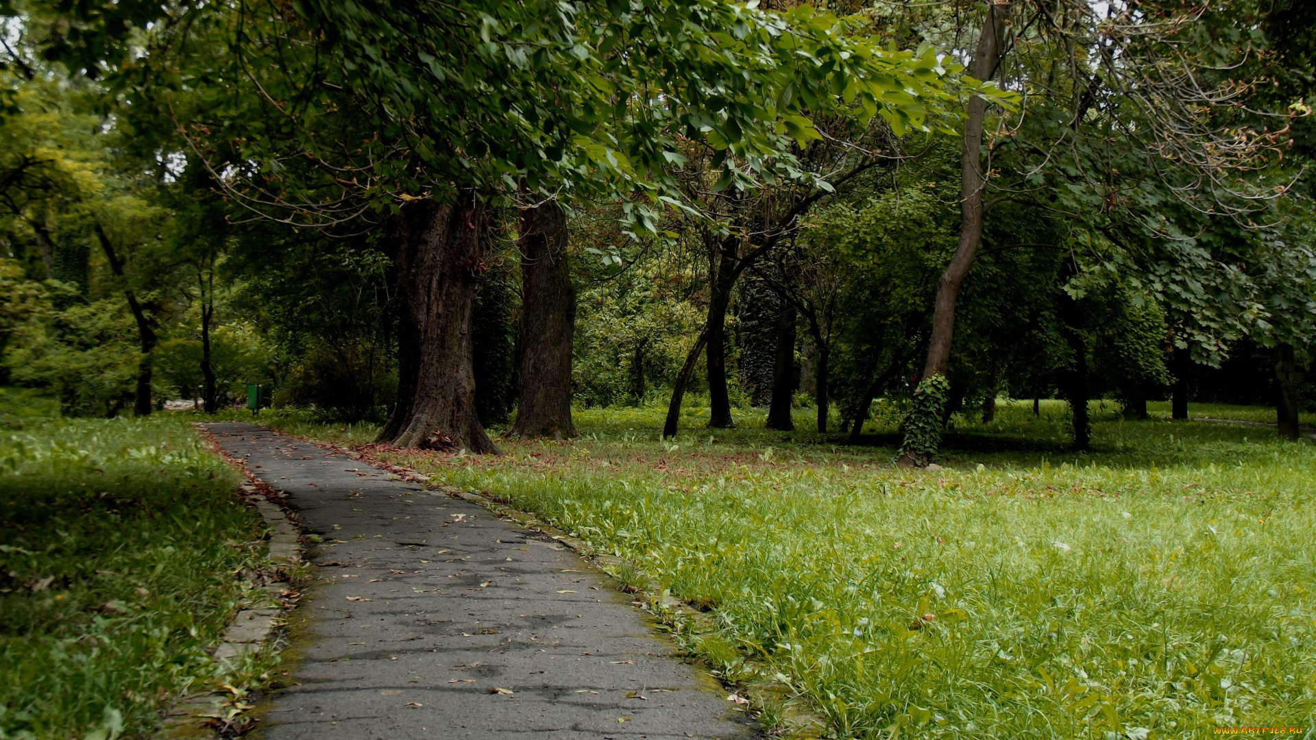 природа, дороги, дорожка, лес, деревья, трава, поляна