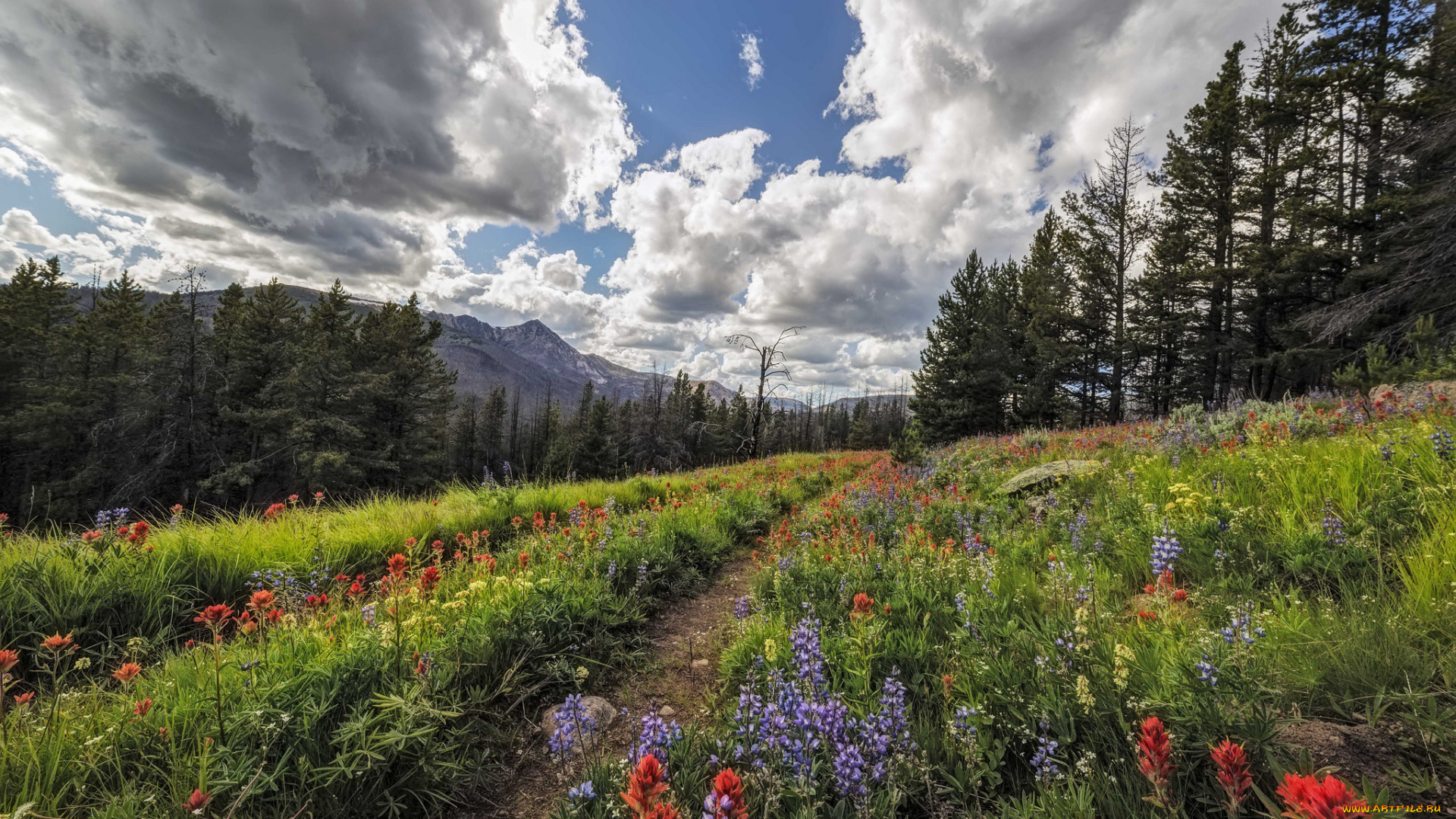 природа, дороги, простор