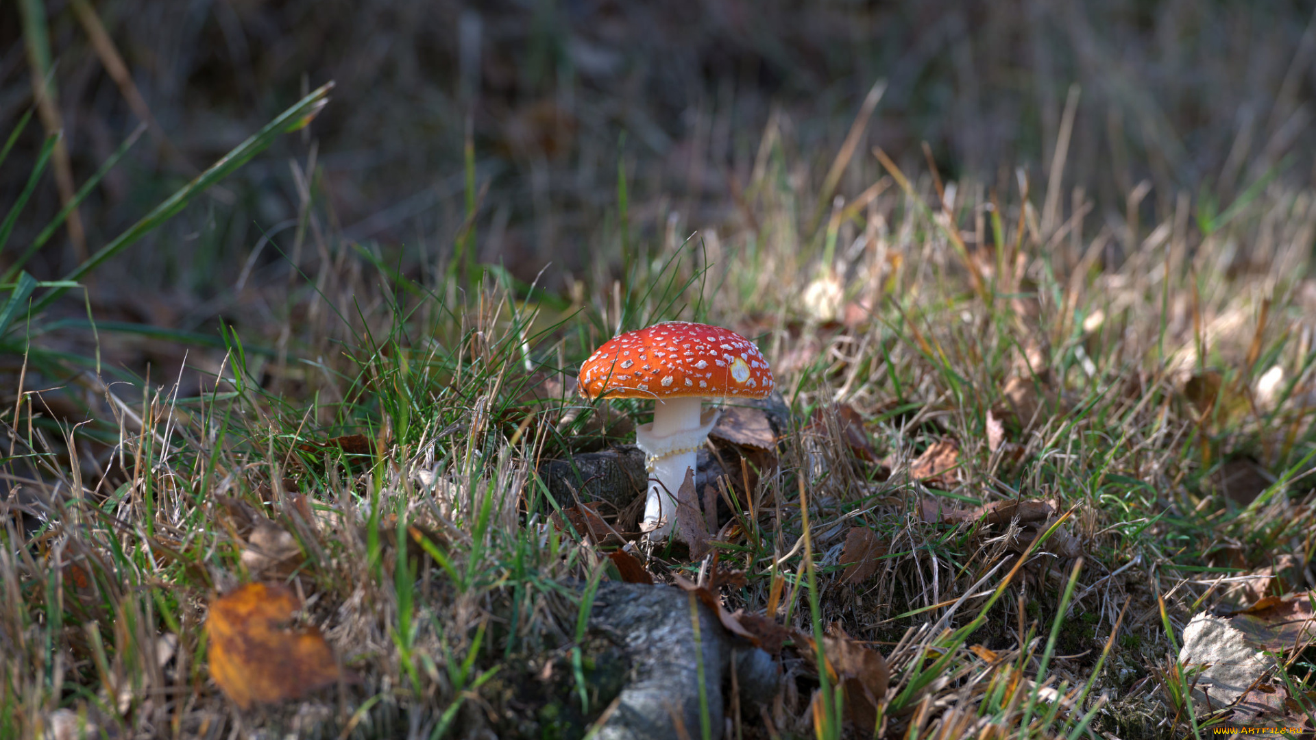 природа, грибы, , мухомор, простор
