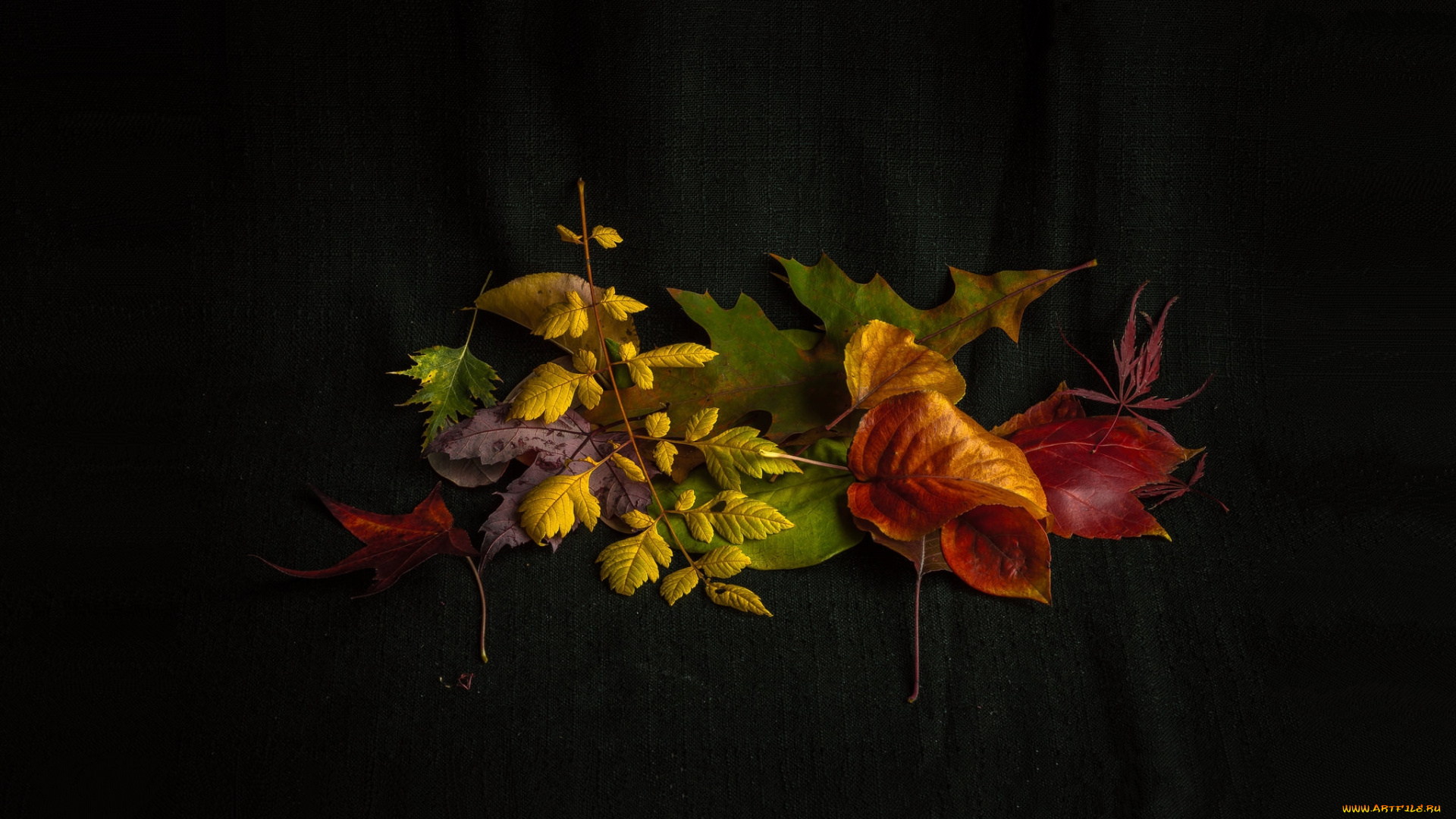 природа, листья, фон