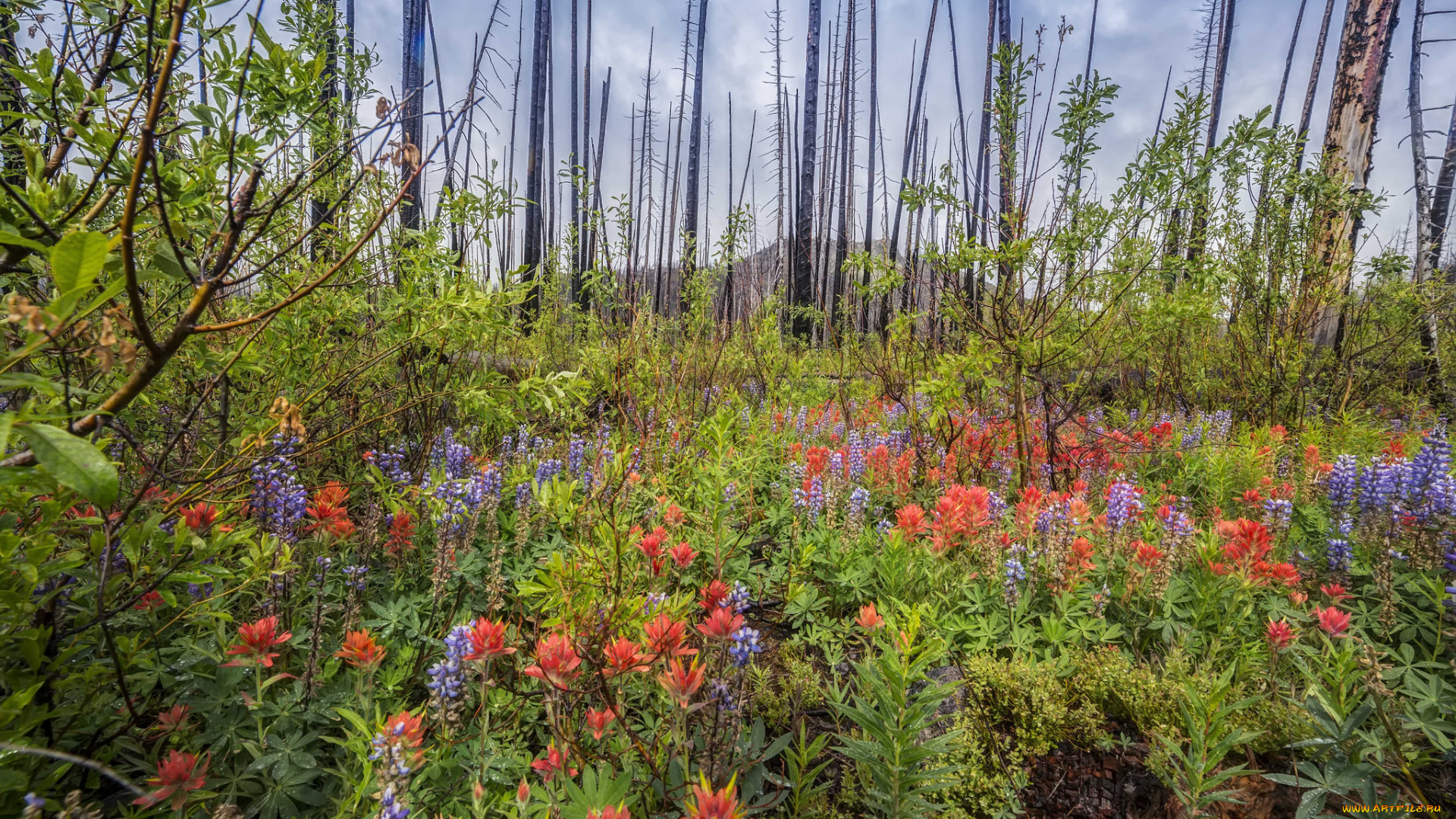 природа, луга, простор