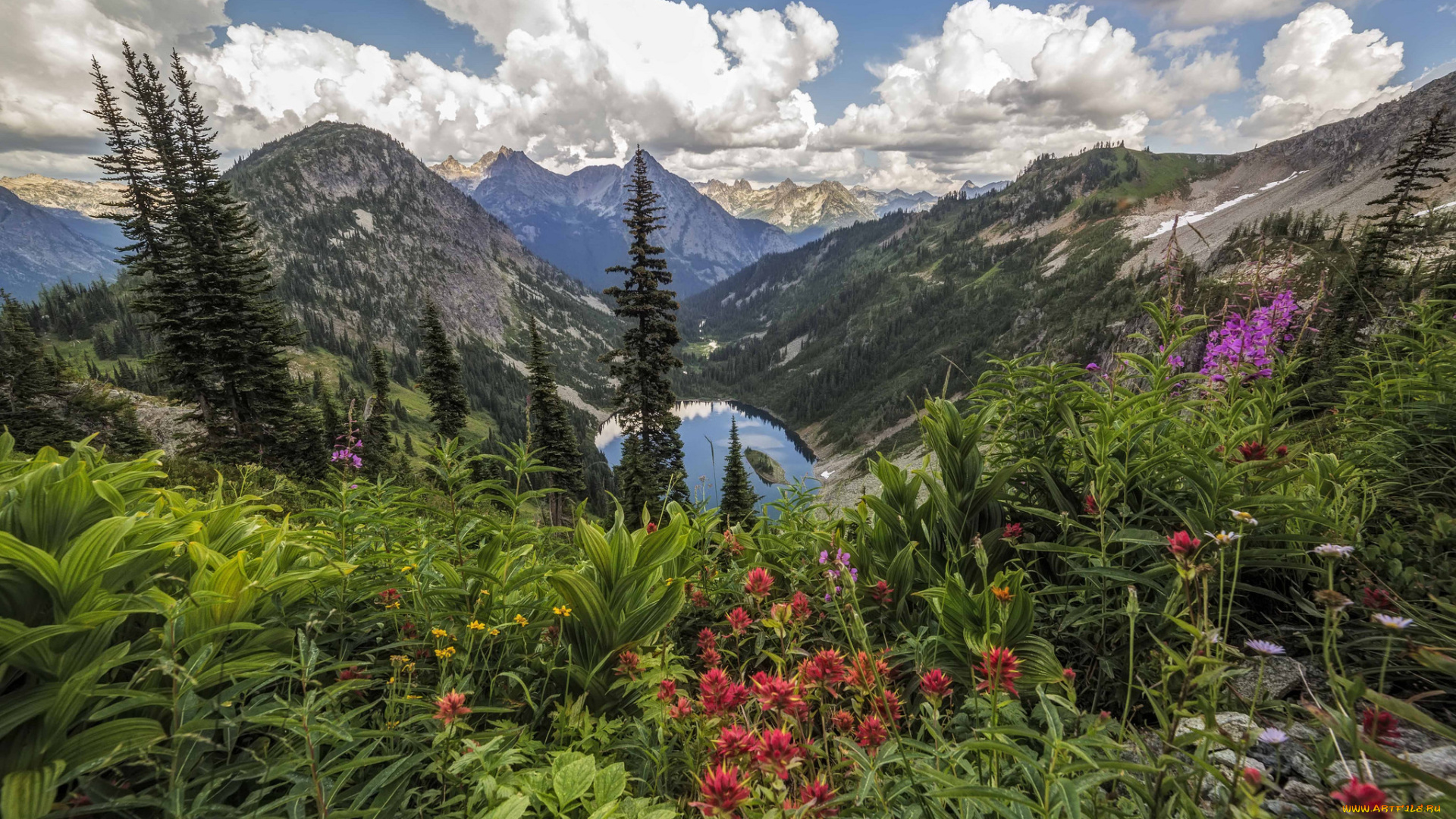 природа, луга, простор