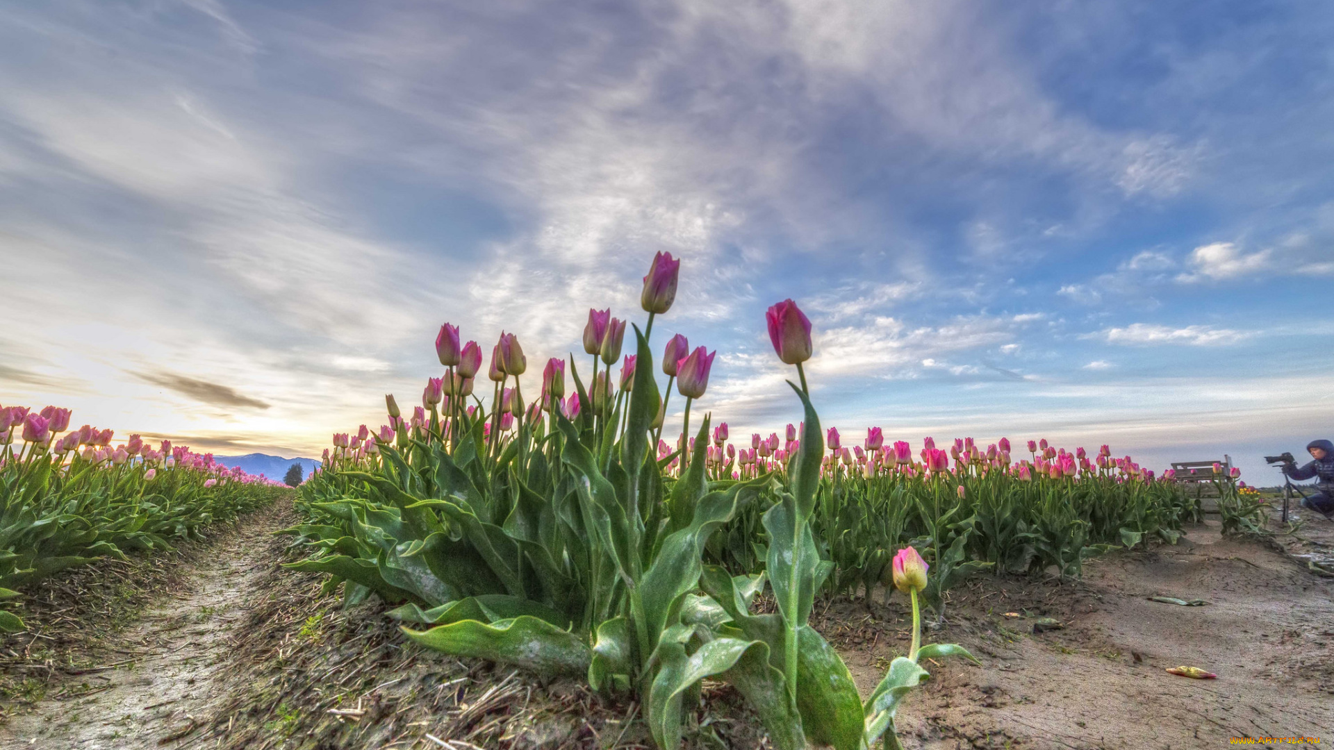 природа, поля, простор