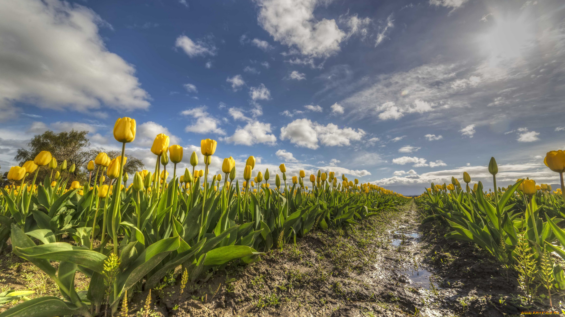 природа, поля, простор