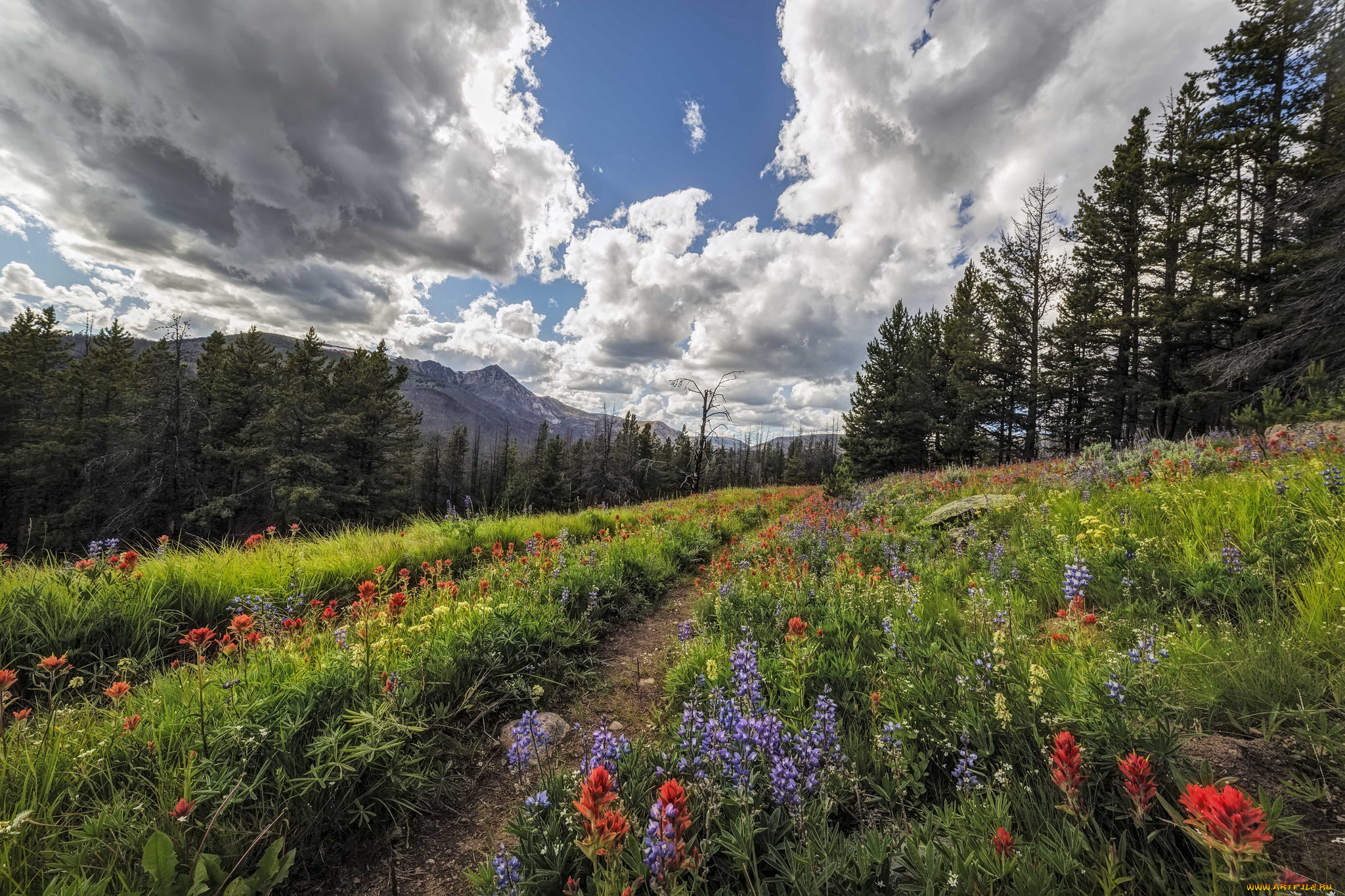 природа, дороги, простор