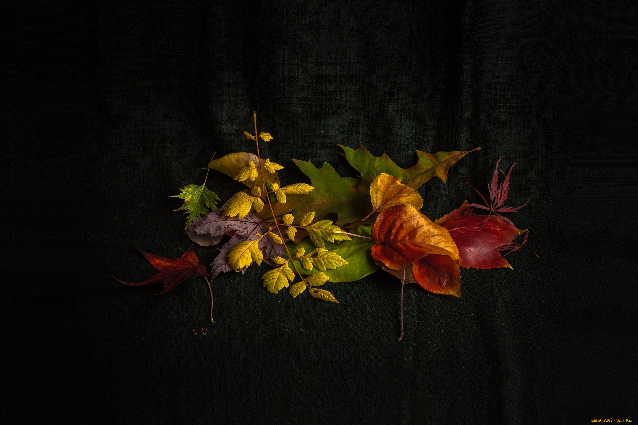 природа, листья, фон