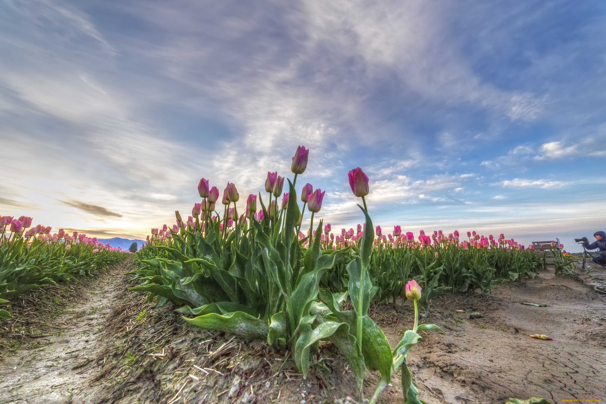 природа, поля, простор