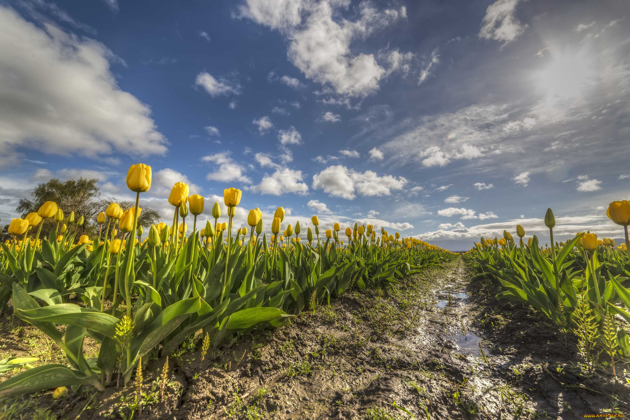 природа, поля, простор