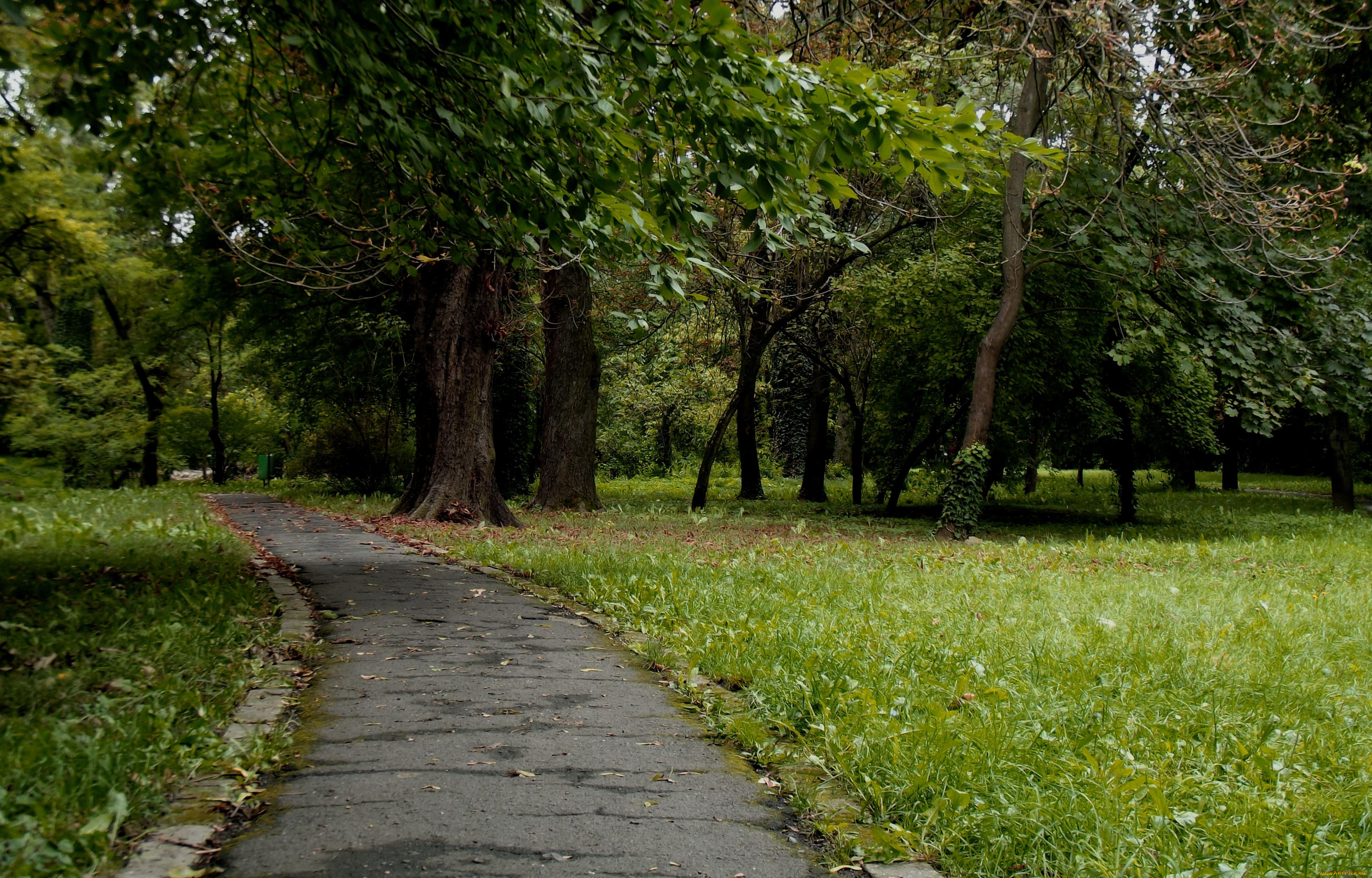 природа, дороги, дорожка, лес, деревья, трава, поляна