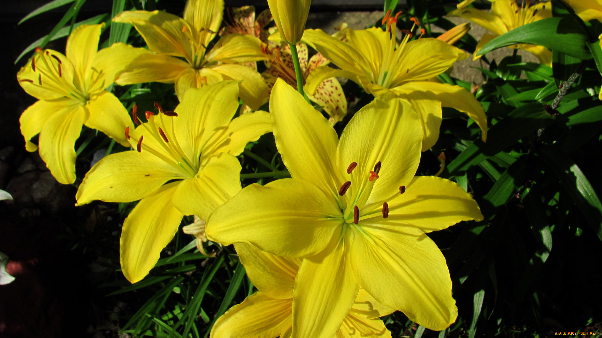 цветы, лилии, , лилейники, желтые