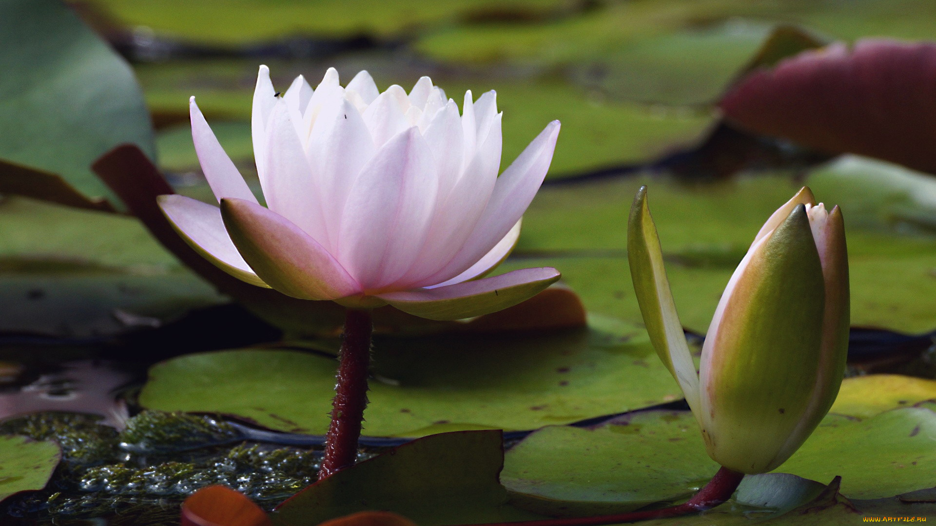 цветы, лилии, водяные, , нимфеи, , кувшинки, лилия, водяная