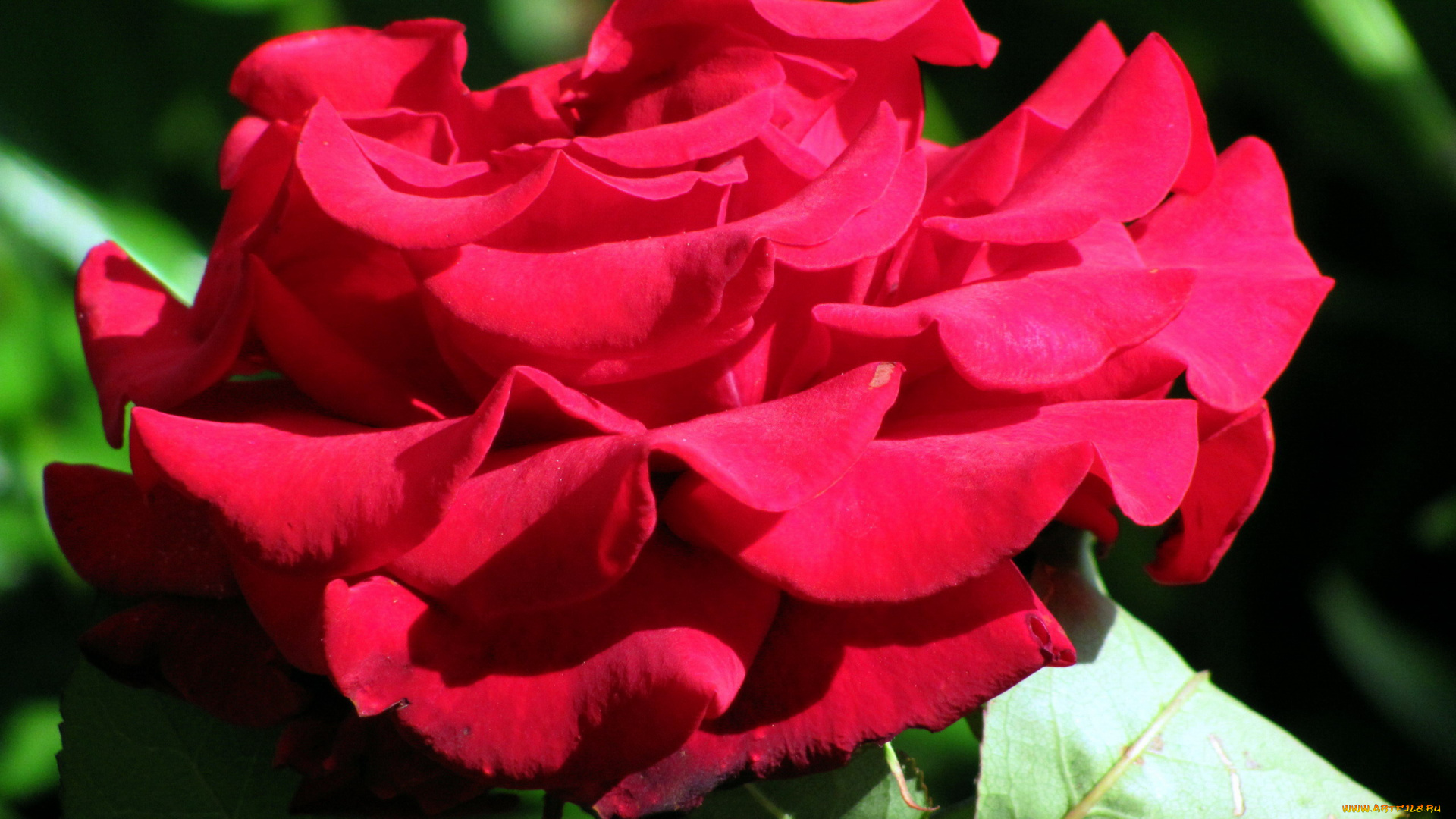 цветы, розы, макро