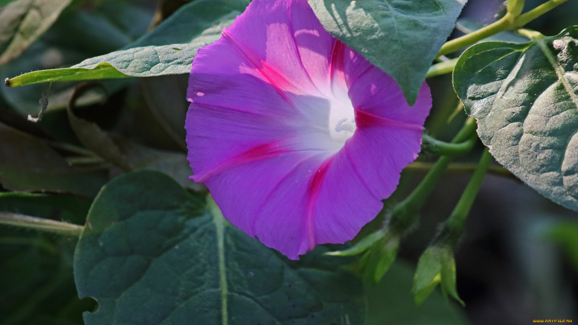 цветы, вьюнки, , ипомеи, лиловый, вьюнок, макро