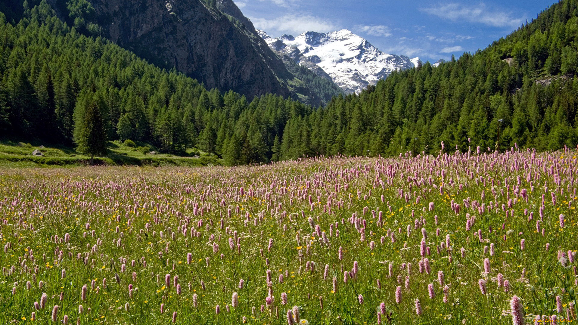 природа, луга, лето, луг, трава, цветы