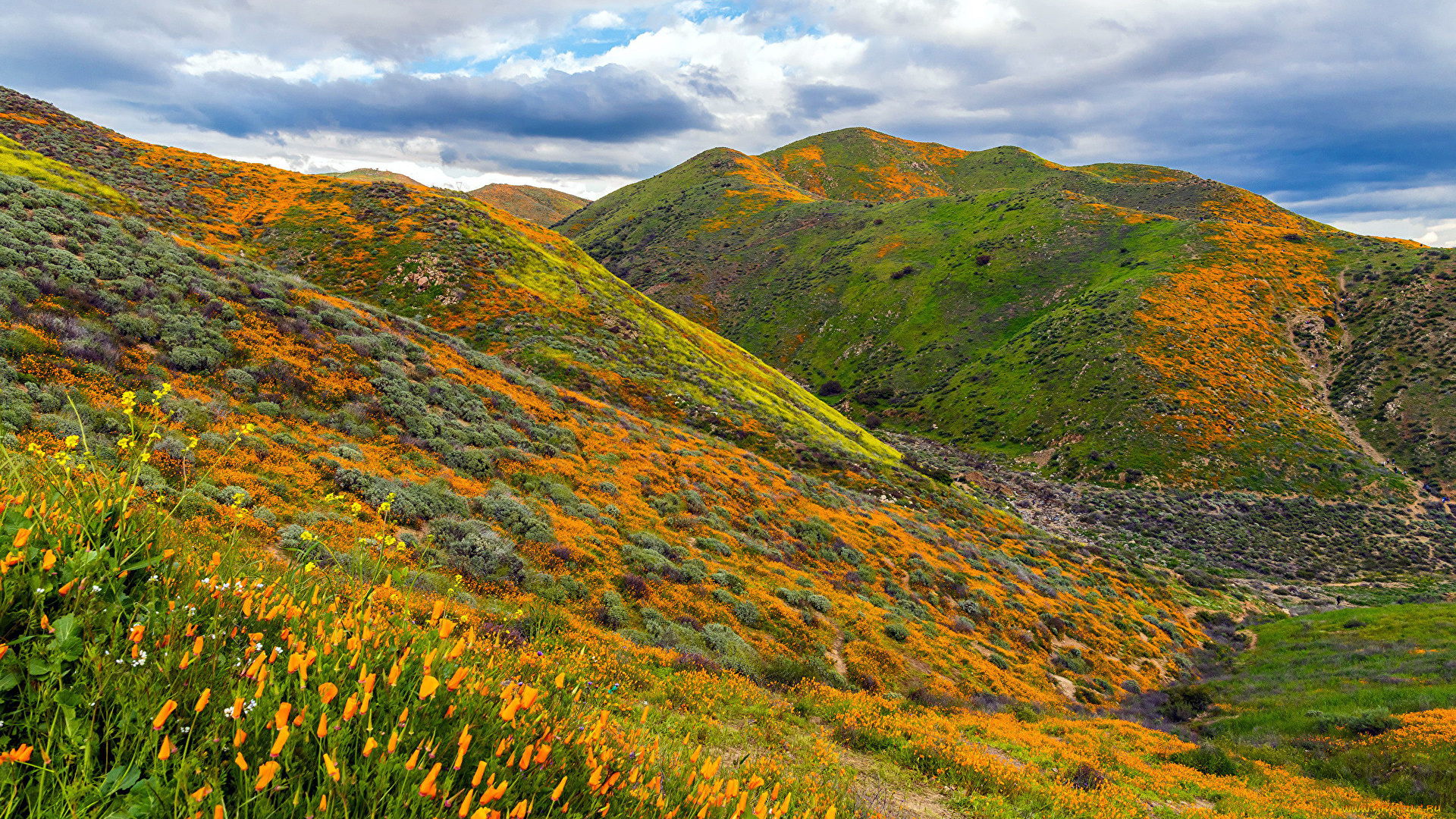 природа, луга, лето, луг, трава, цветы