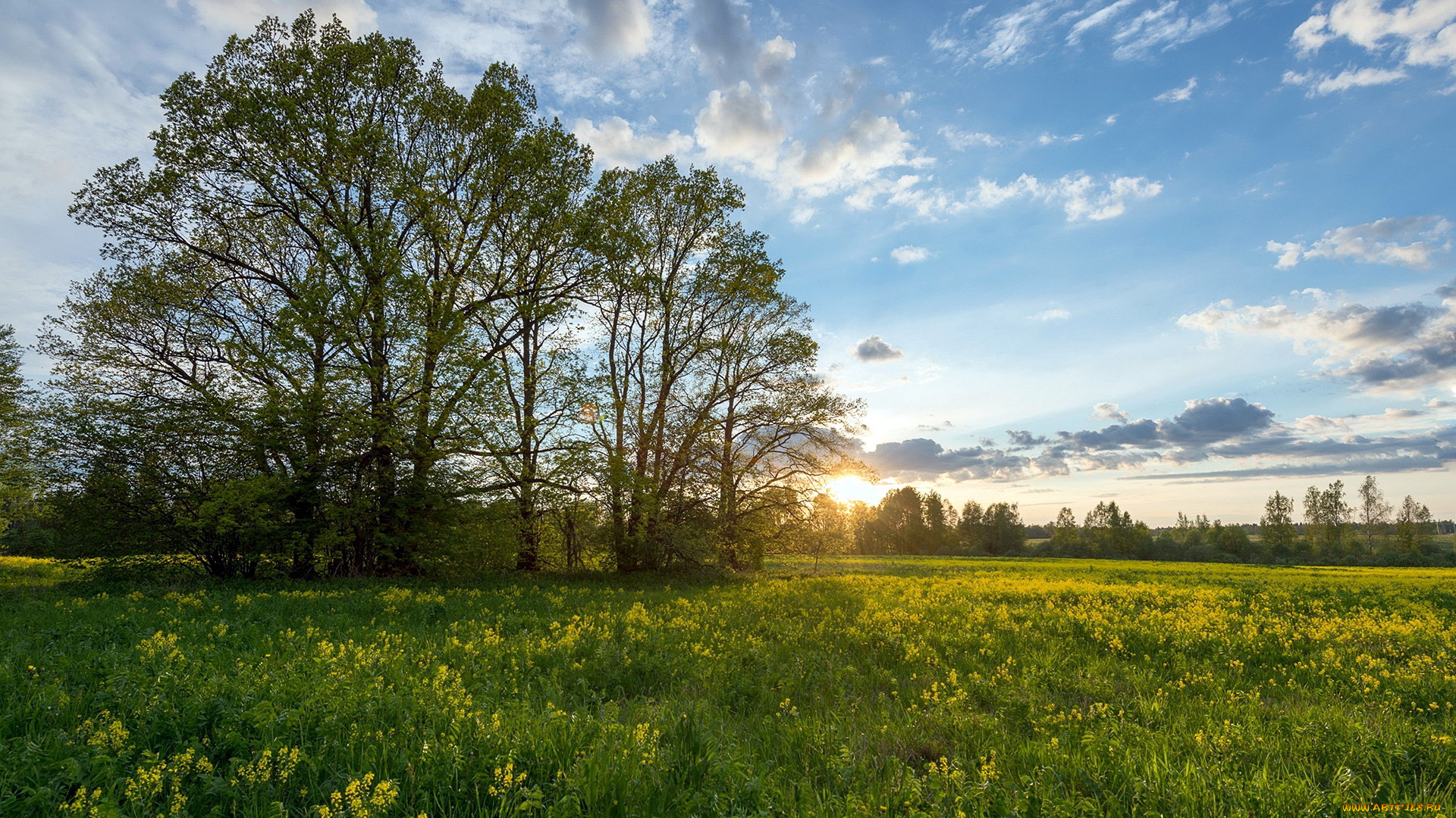 природа, луга, лето, луг, трава, цветы