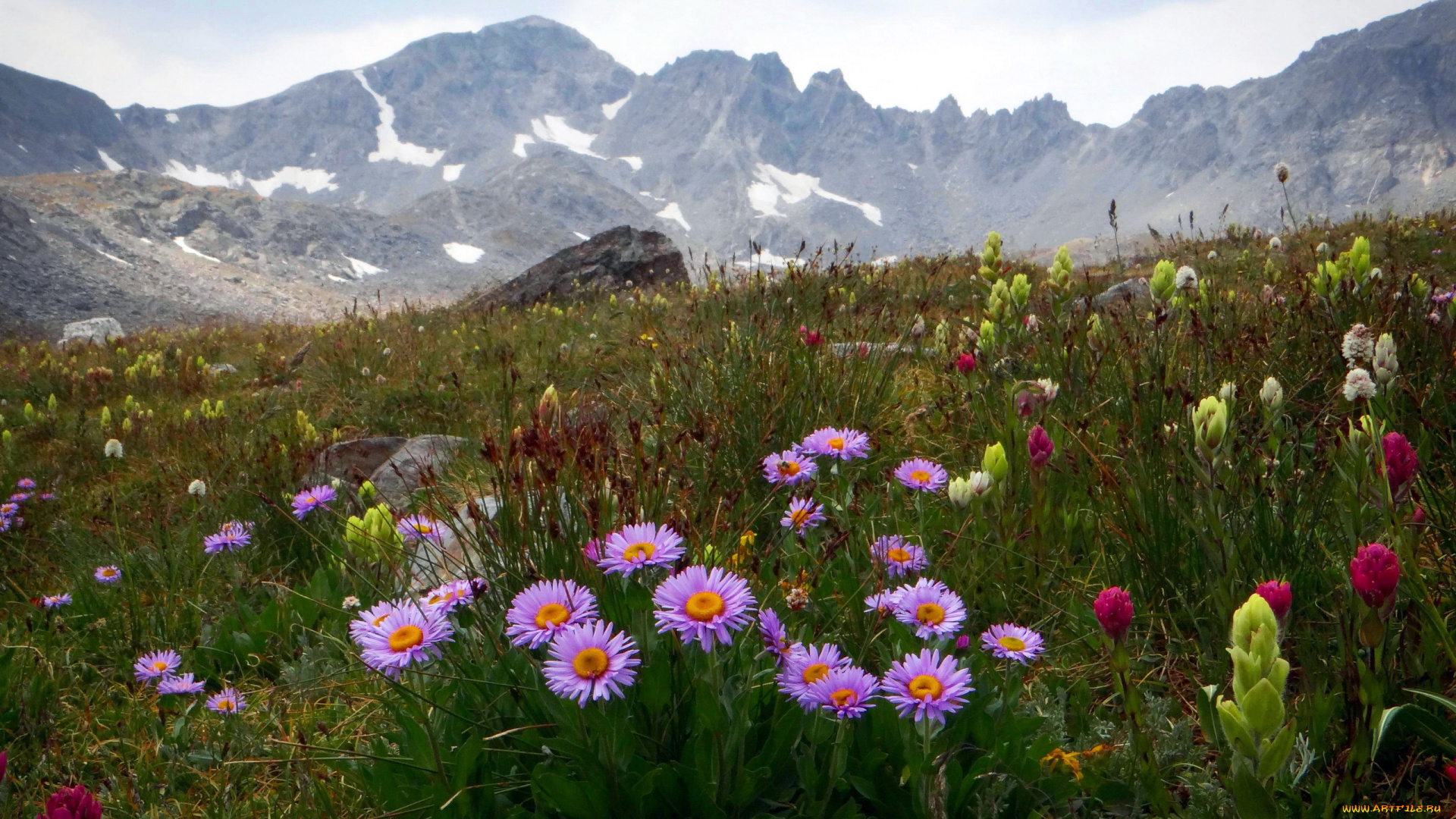 природа, луга, лето, луг, трава, цветы