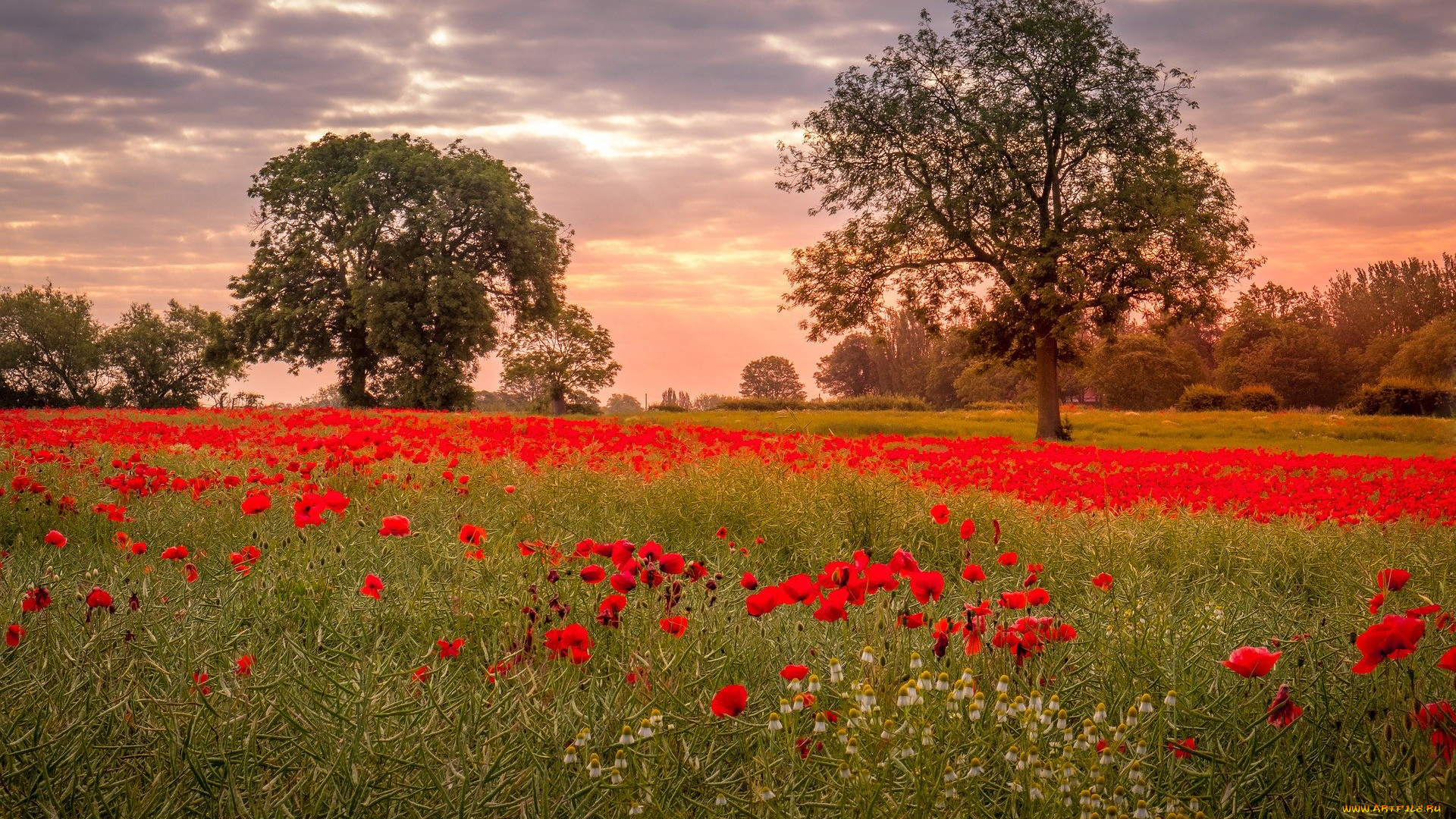 природа, луга, лето, луг, трава, цветы, маки