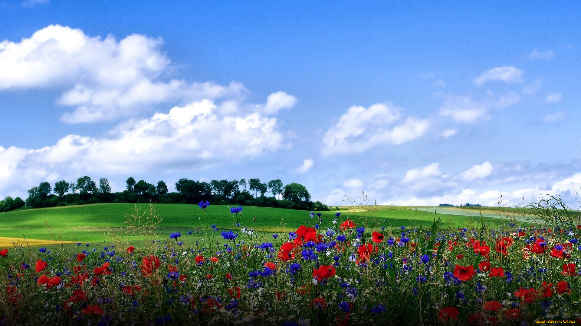 природа, луга, лето, луг, трава, цветы, васильки, маки