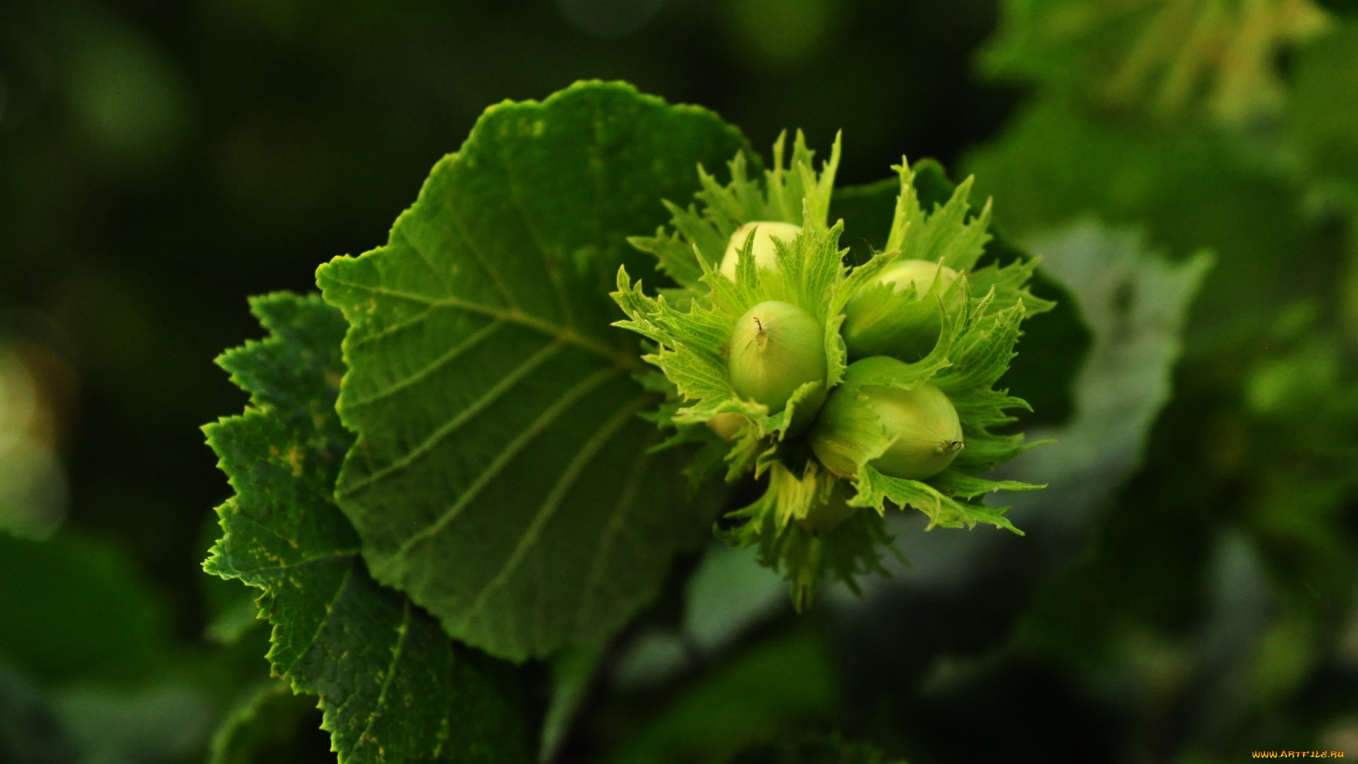 природа, плоды, орехи