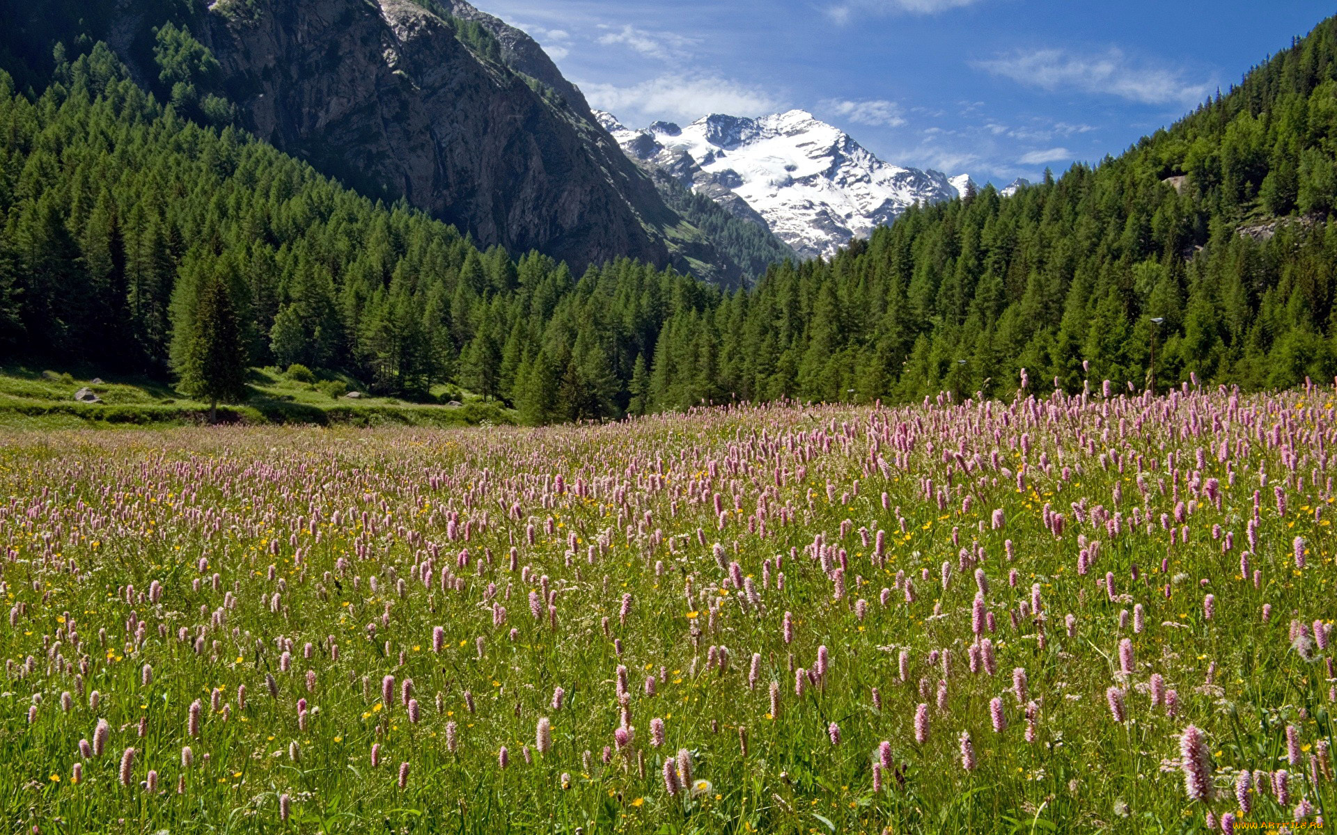 природа, луга, лето, луг, трава, цветы