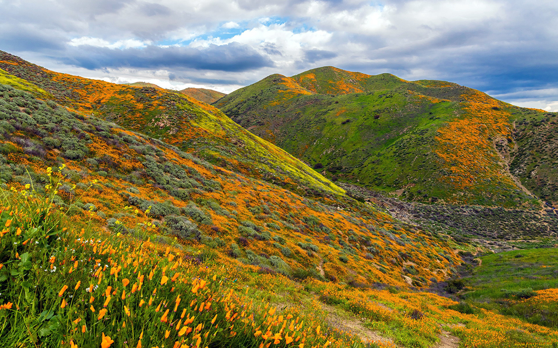 природа, луга, лето, луг, трава, цветы