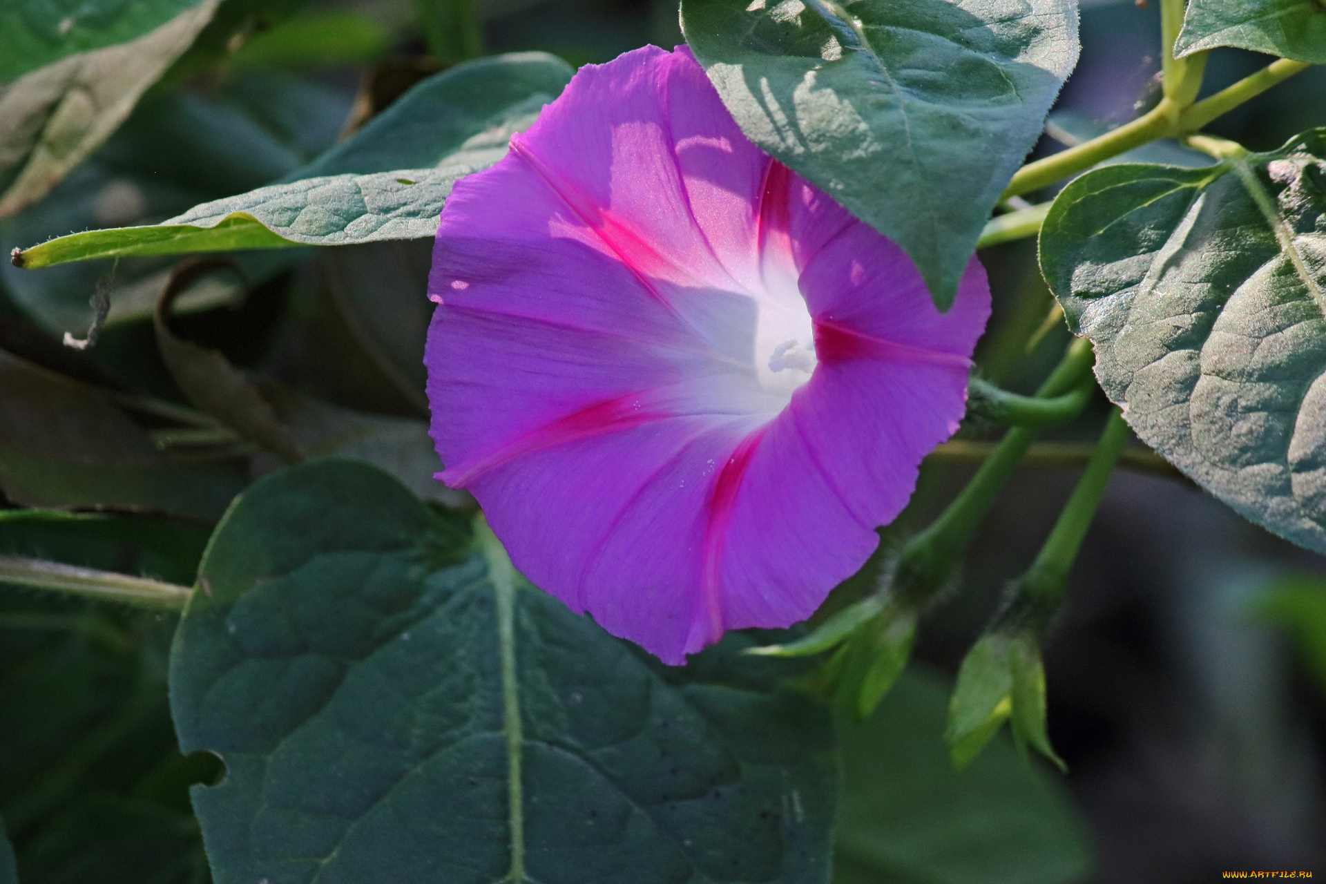 цветы, вьюнки, , ипомеи, лиловый, вьюнок, макро