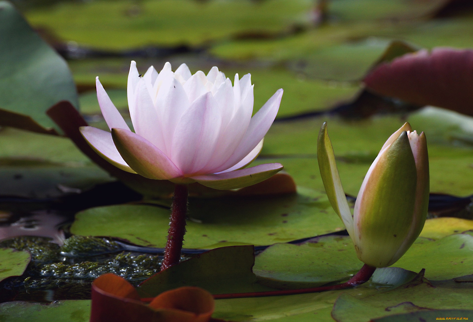 цветы, лилии, водяные, , нимфеи, , кувшинки, лилия, водяная