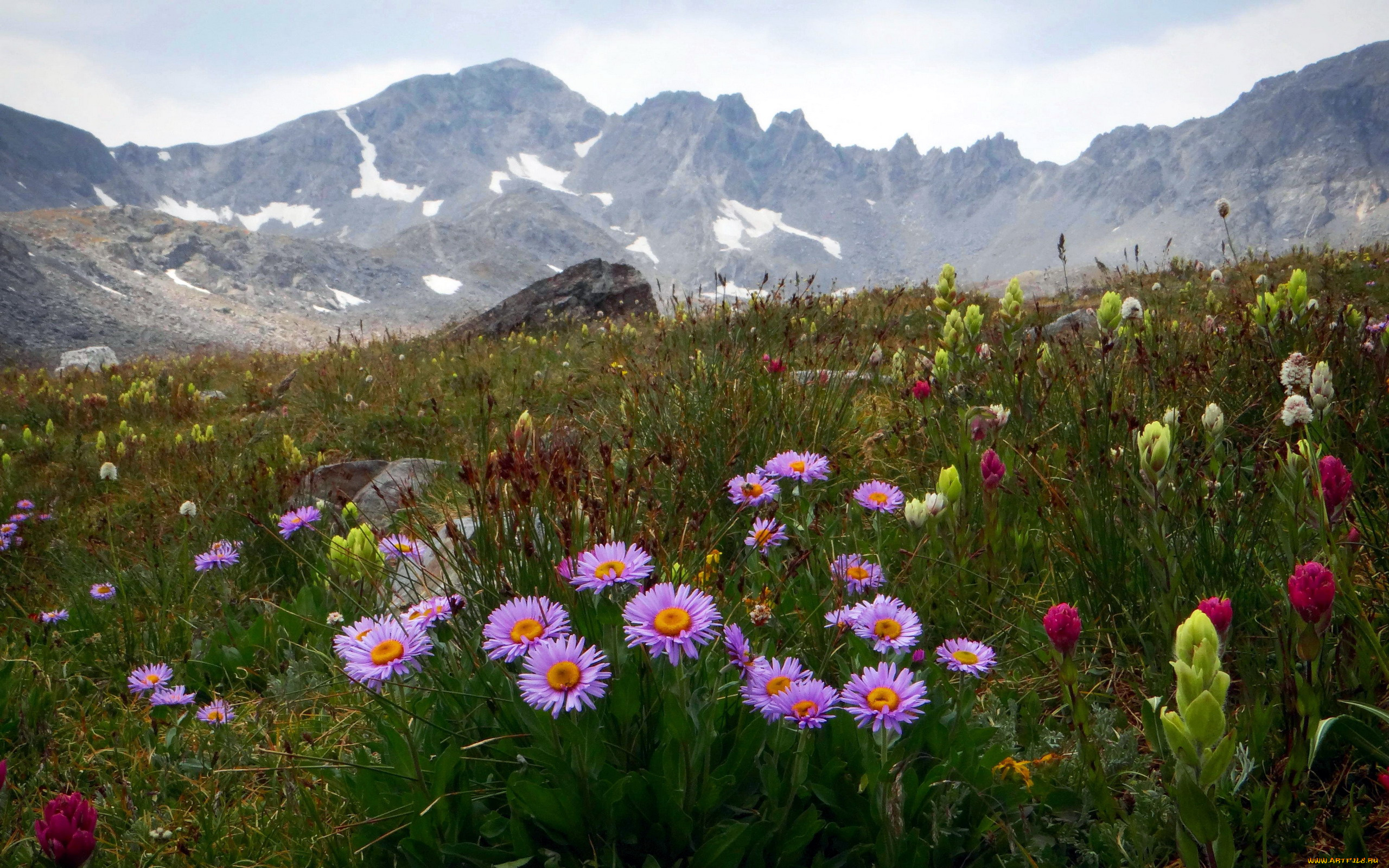 природа, луга, лето, луг, трава, цветы