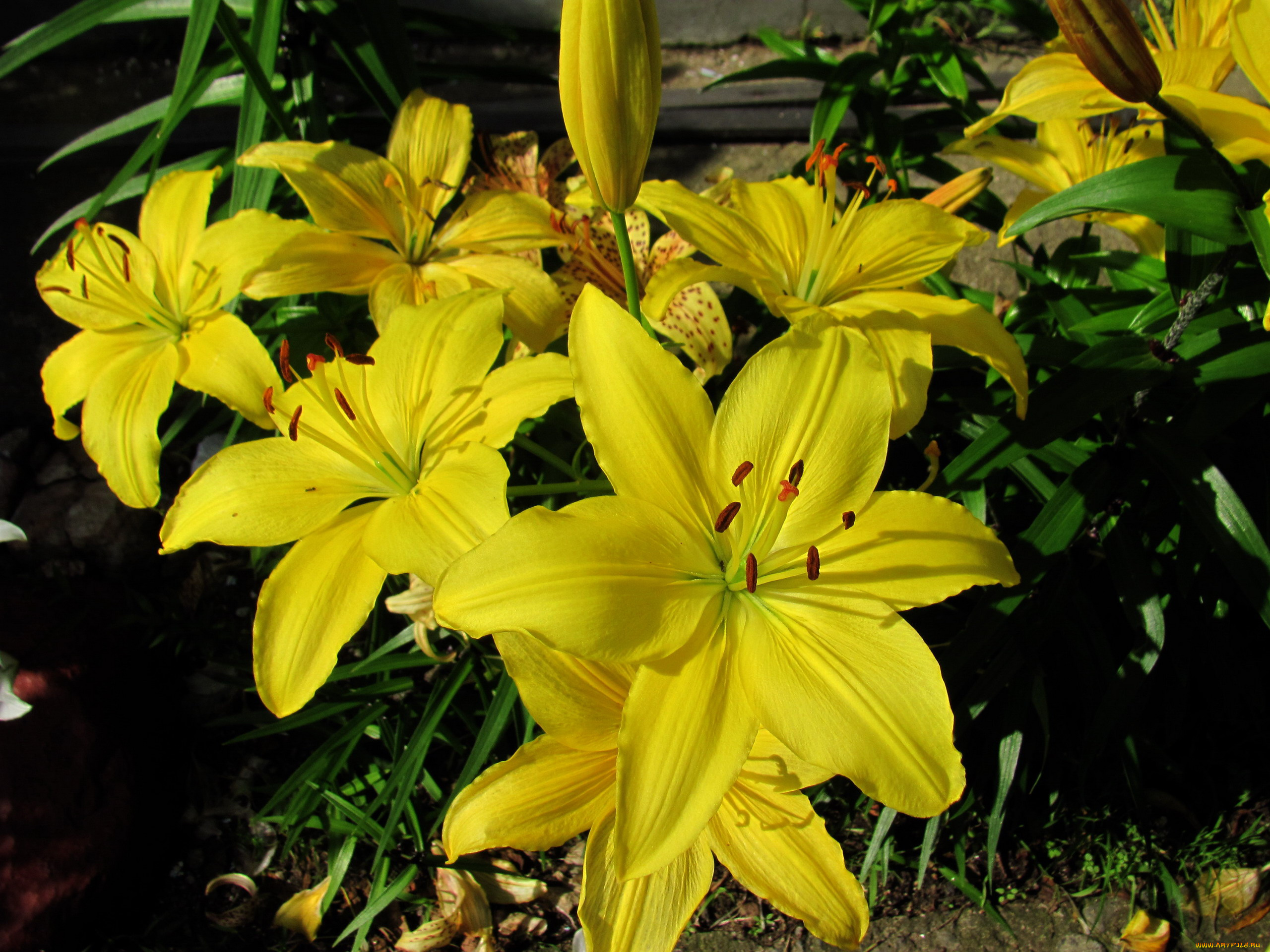 цветы, лилии, , лилейники, желтые