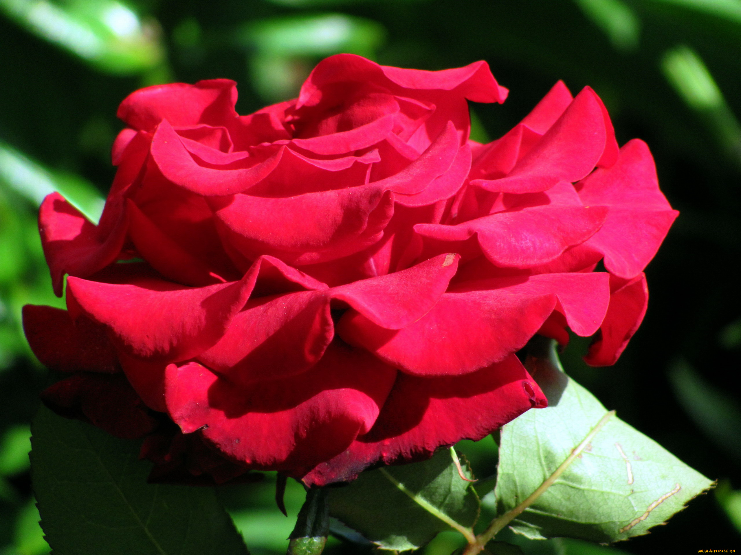 цветы, розы, макро