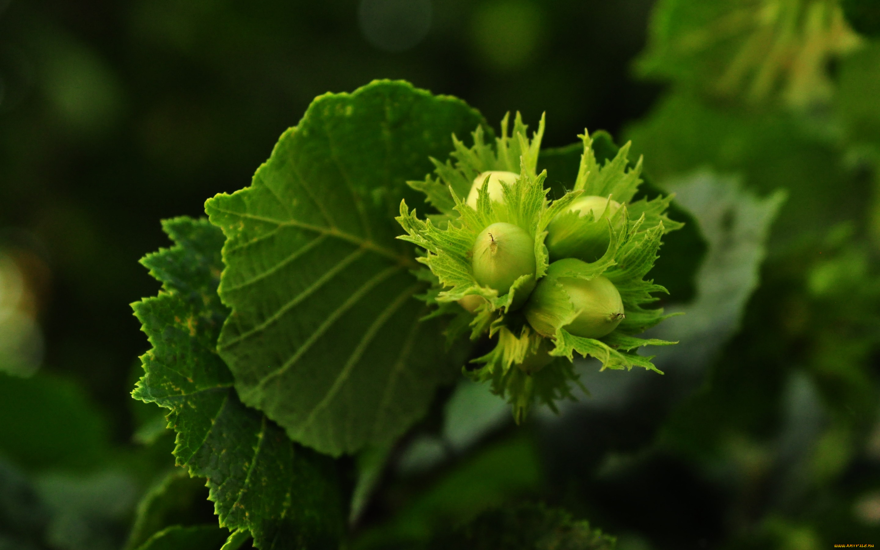 природа, плоды, орехи