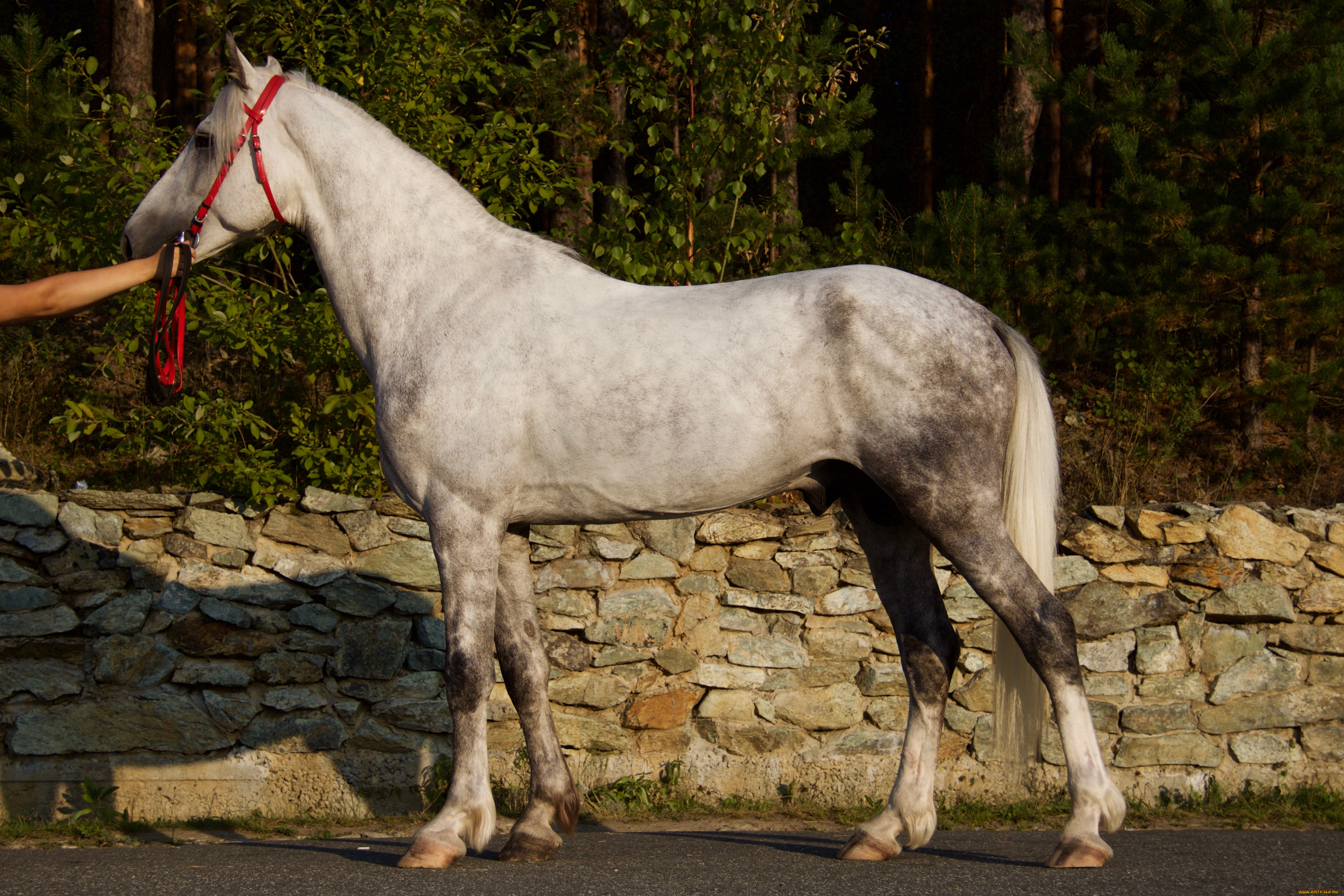 животные, лошади, конь, деревья, забор