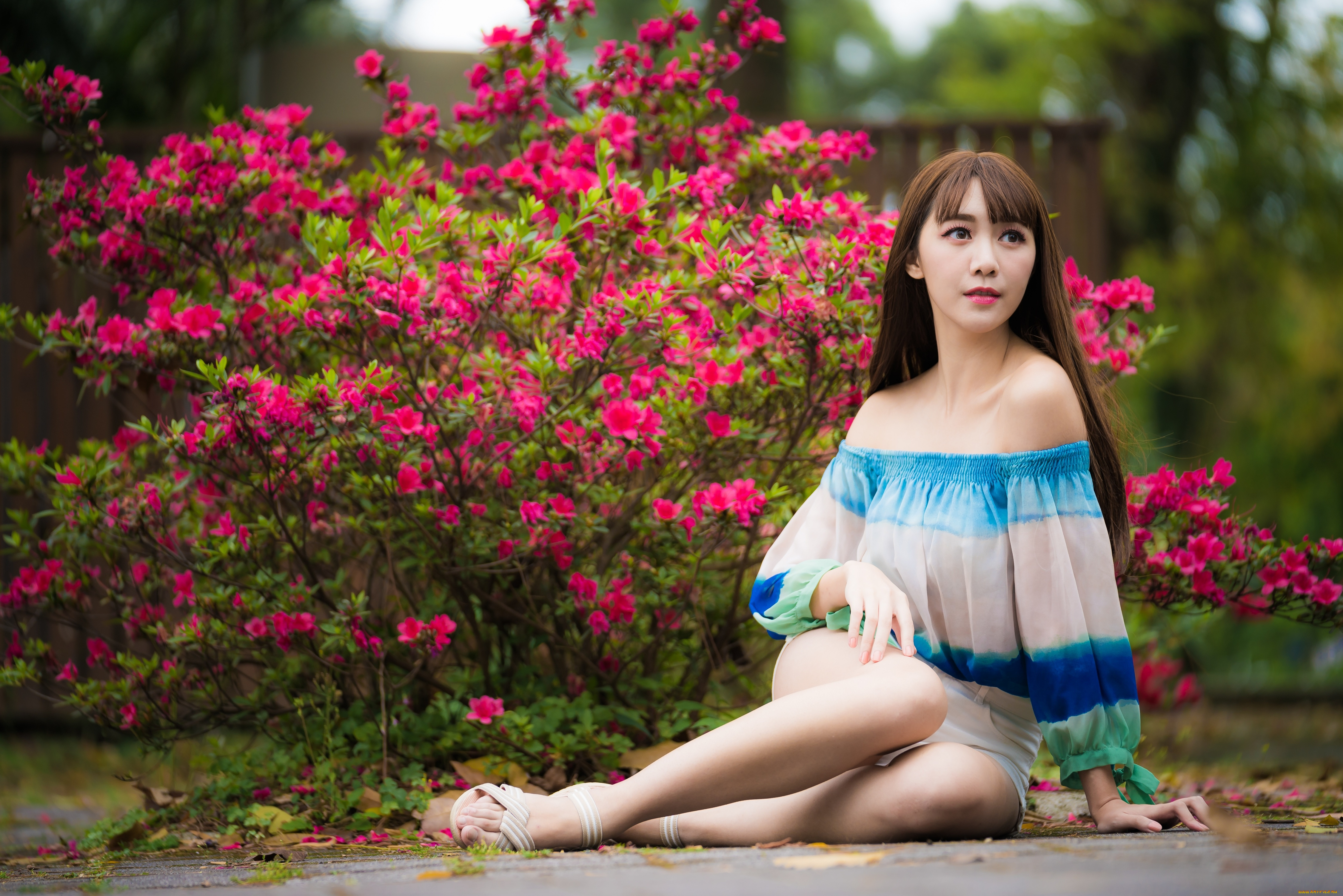 девушки, -, азиатки, шатенка, блузка, куст, цветение