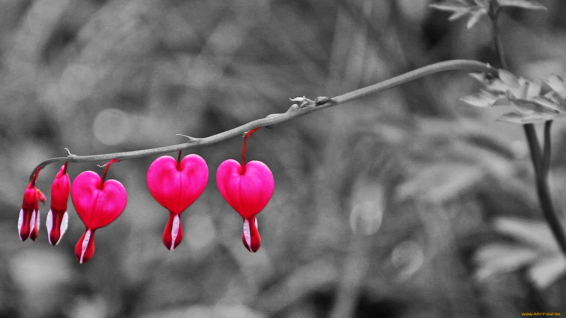 цветы, дицентра, , разбитое, сердце, ветка, бутоны, розовые