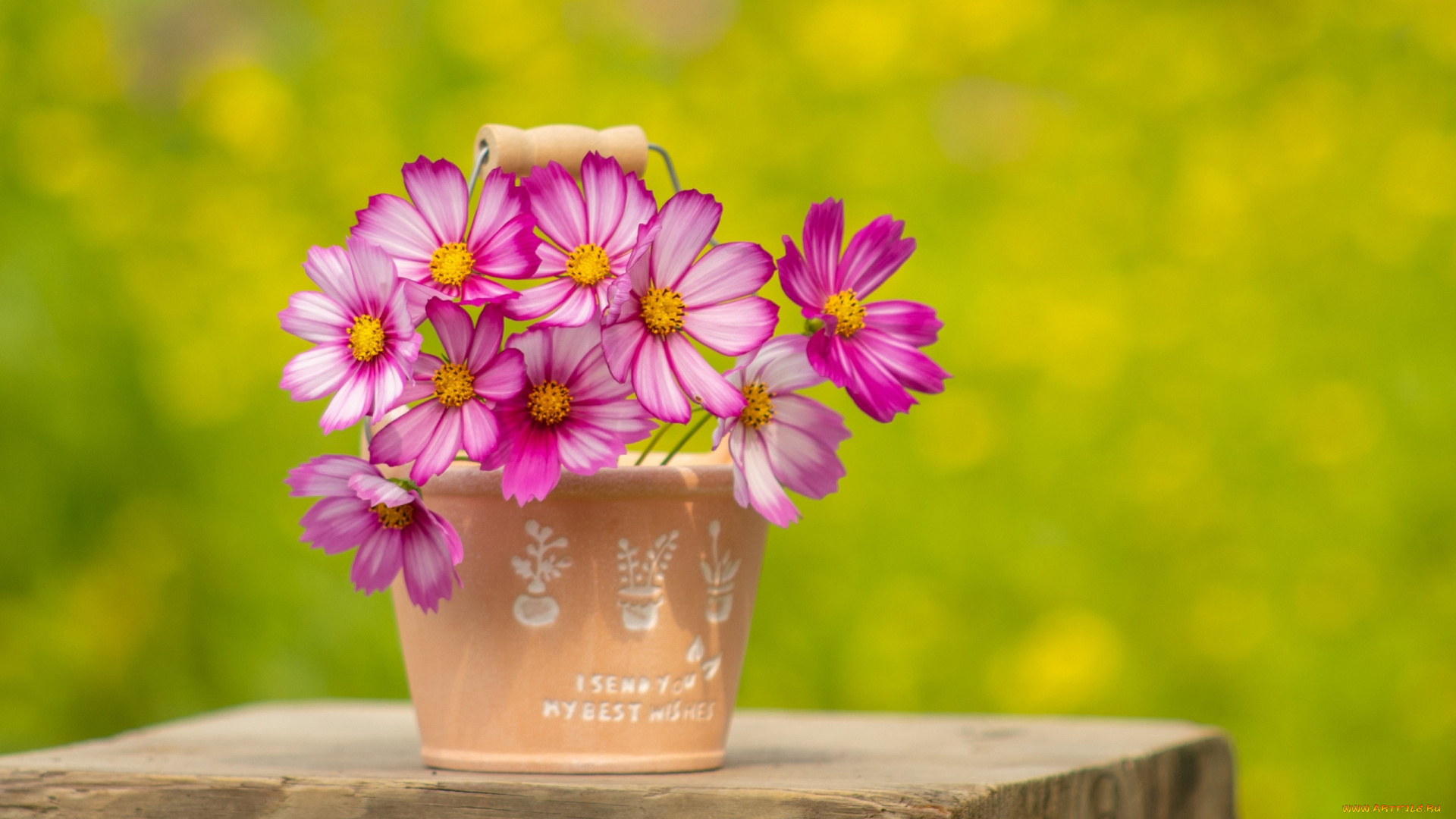 цветы, космея, вазон, розовая