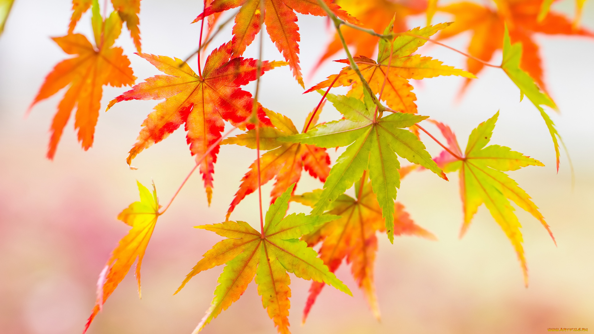 природа, листья, осень