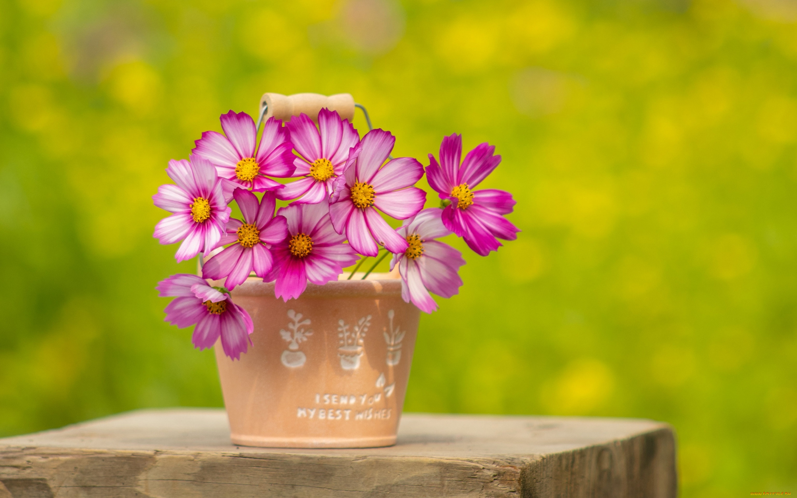 цветы, космея, вазон, розовая