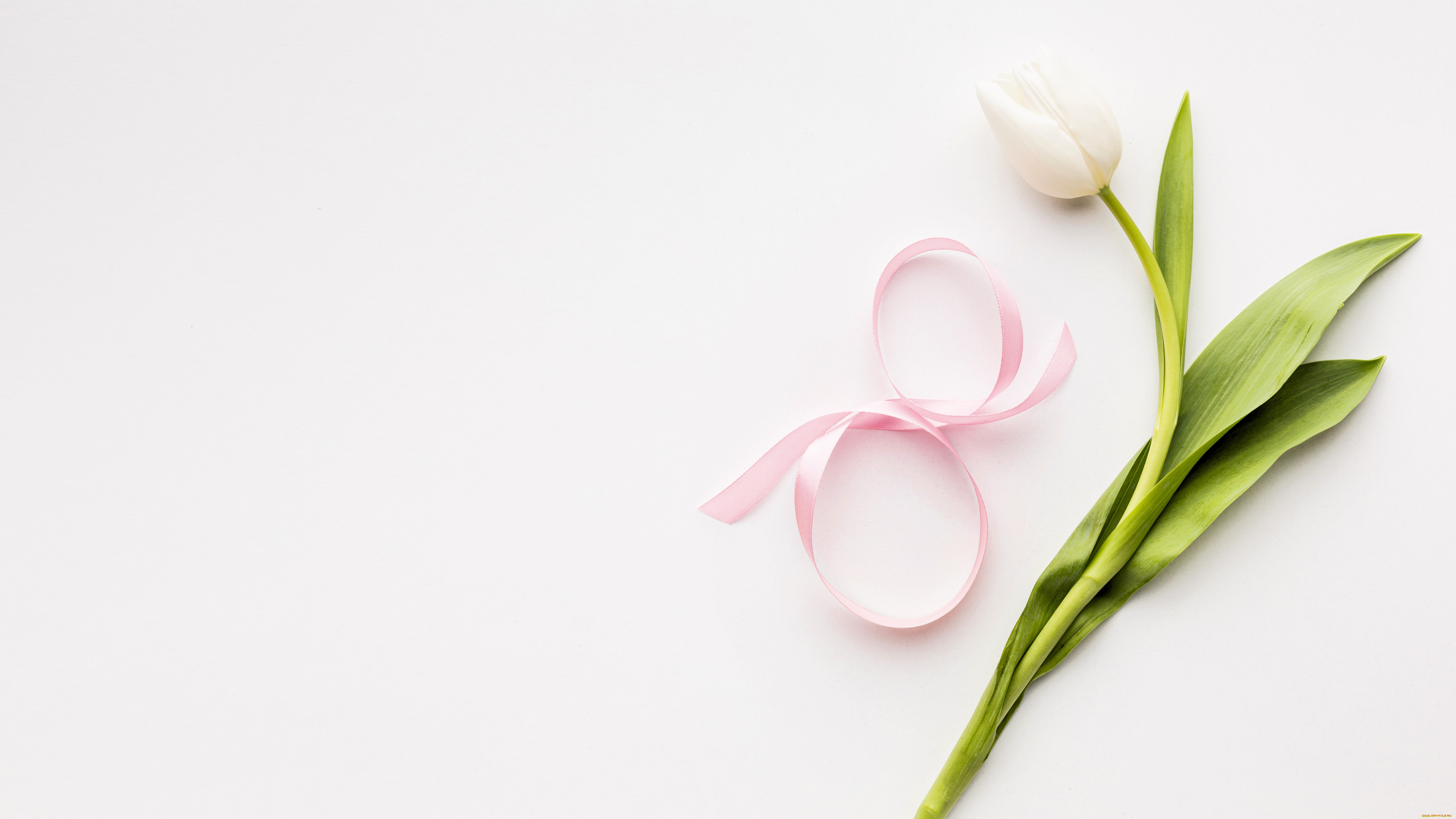 праздничные, международный, женский, день, -, 8, марта, тюльпан, лента