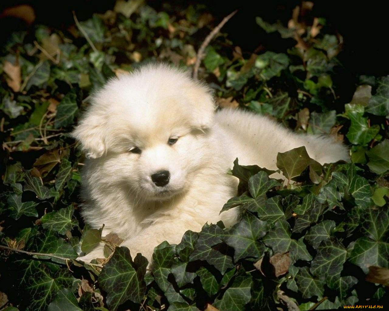 животные, собаки