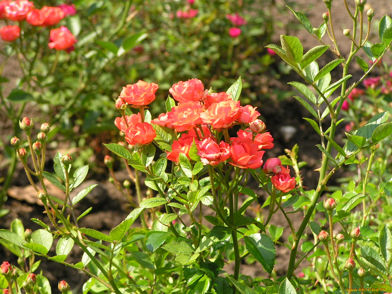 цветы, розы