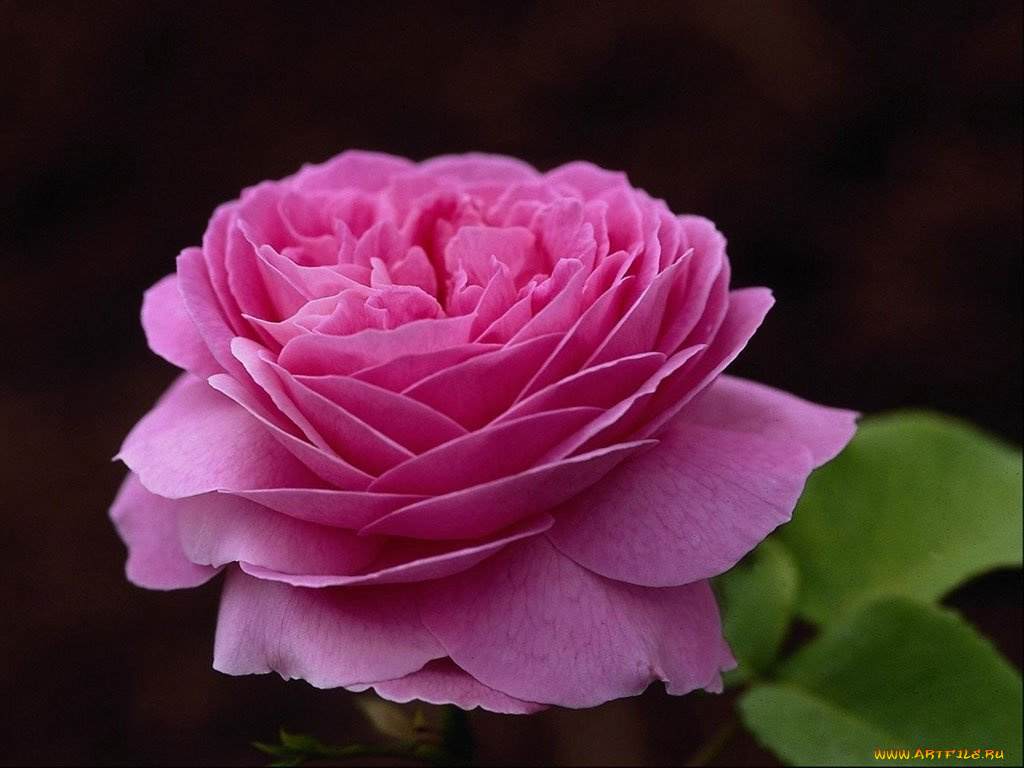 цветы, розы